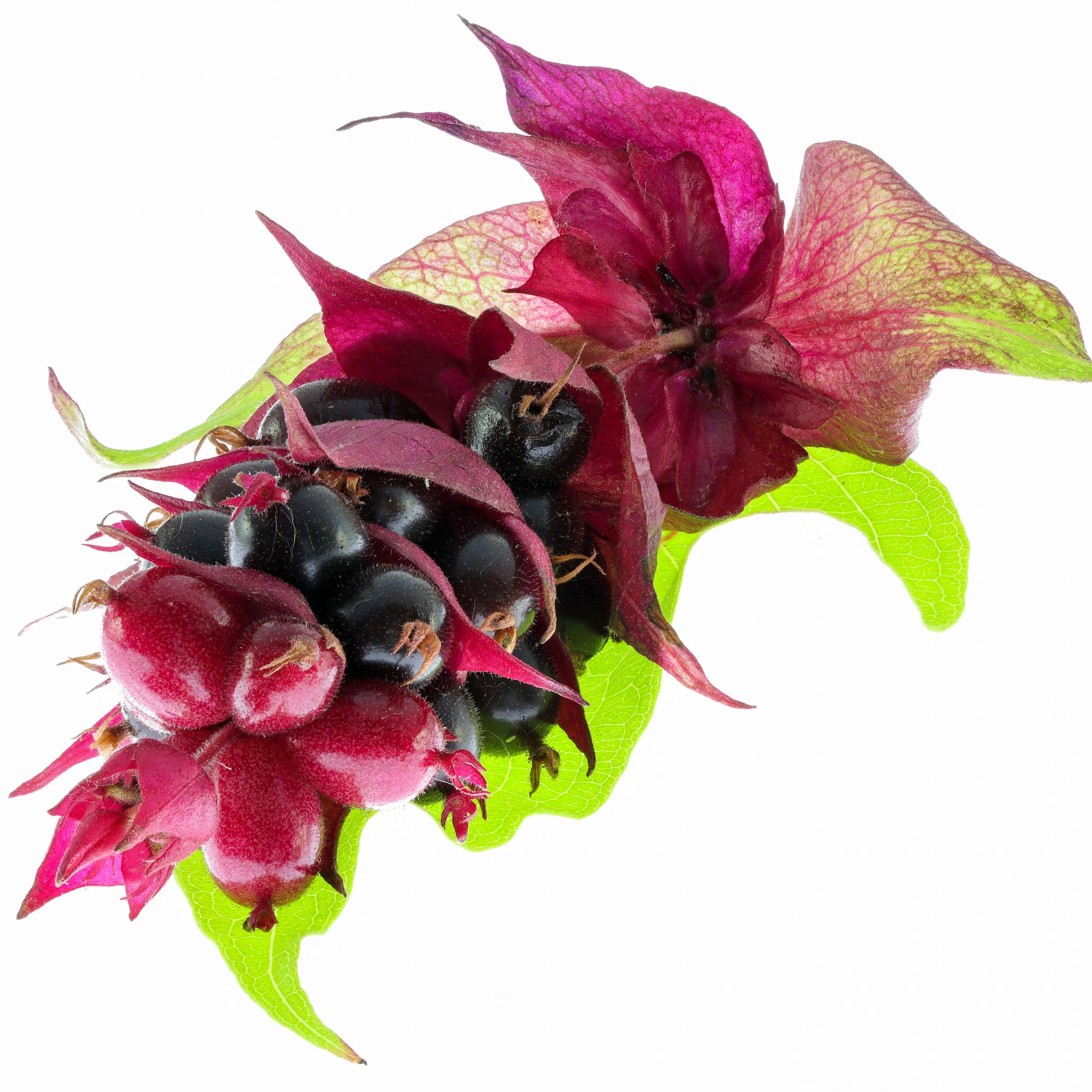 Karamellbeere 'Purple Rain'