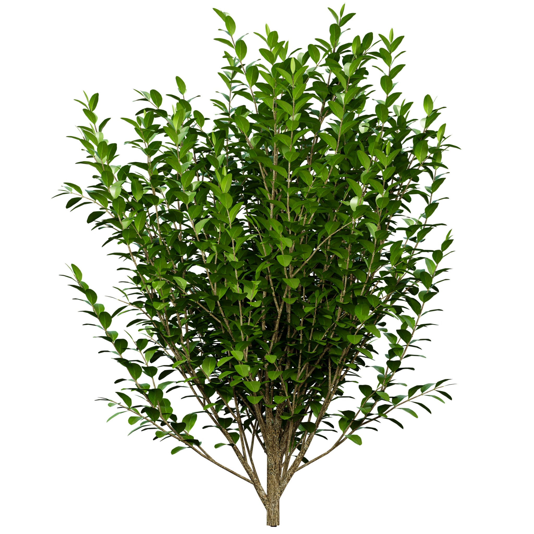 Karamellbeere