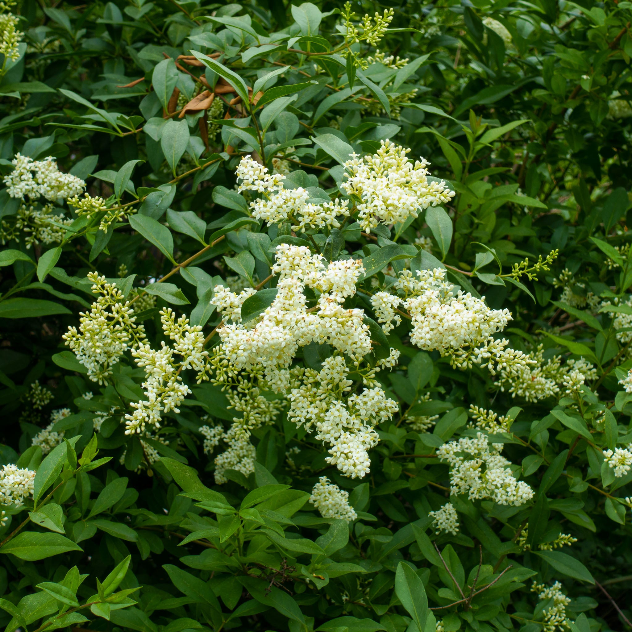 Gewöhnlicher Liguster