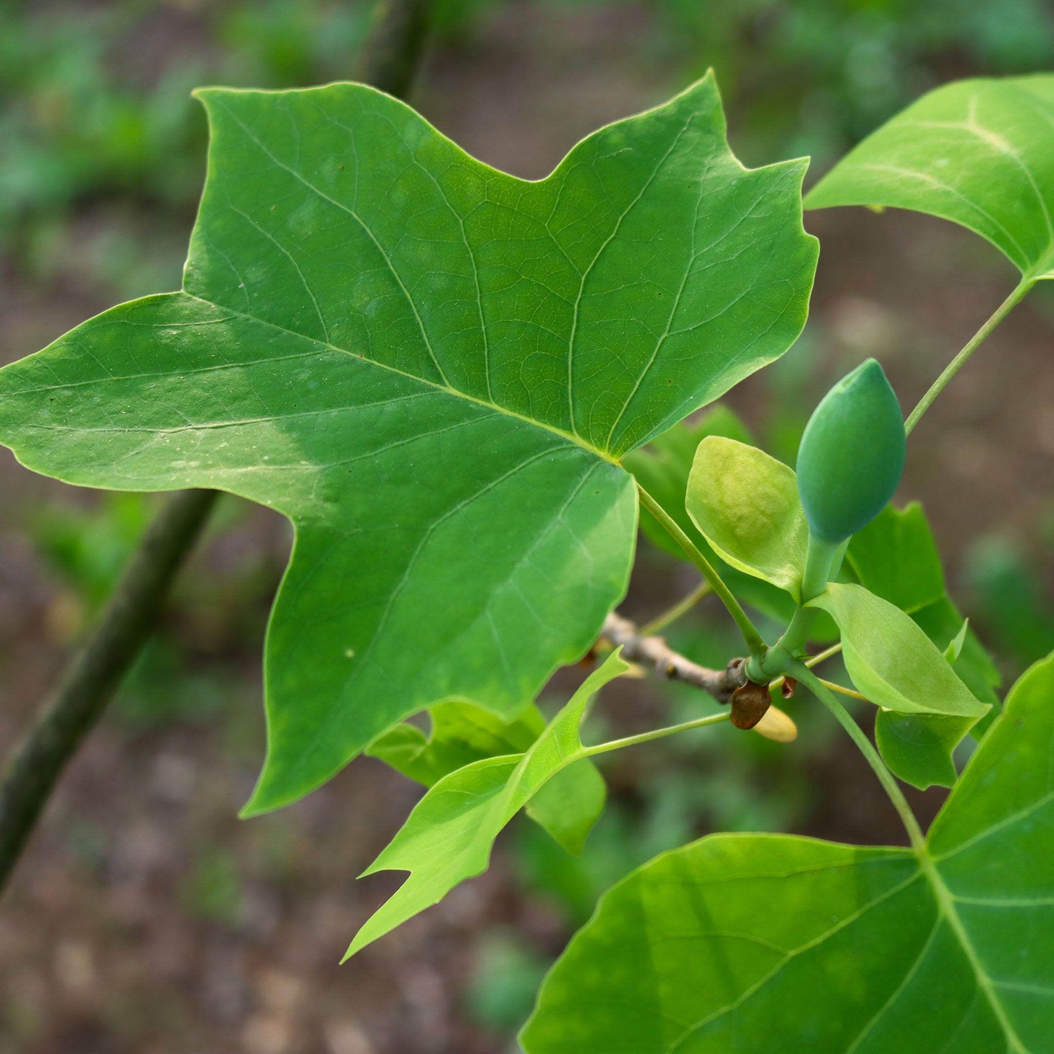 Tulpenbaum