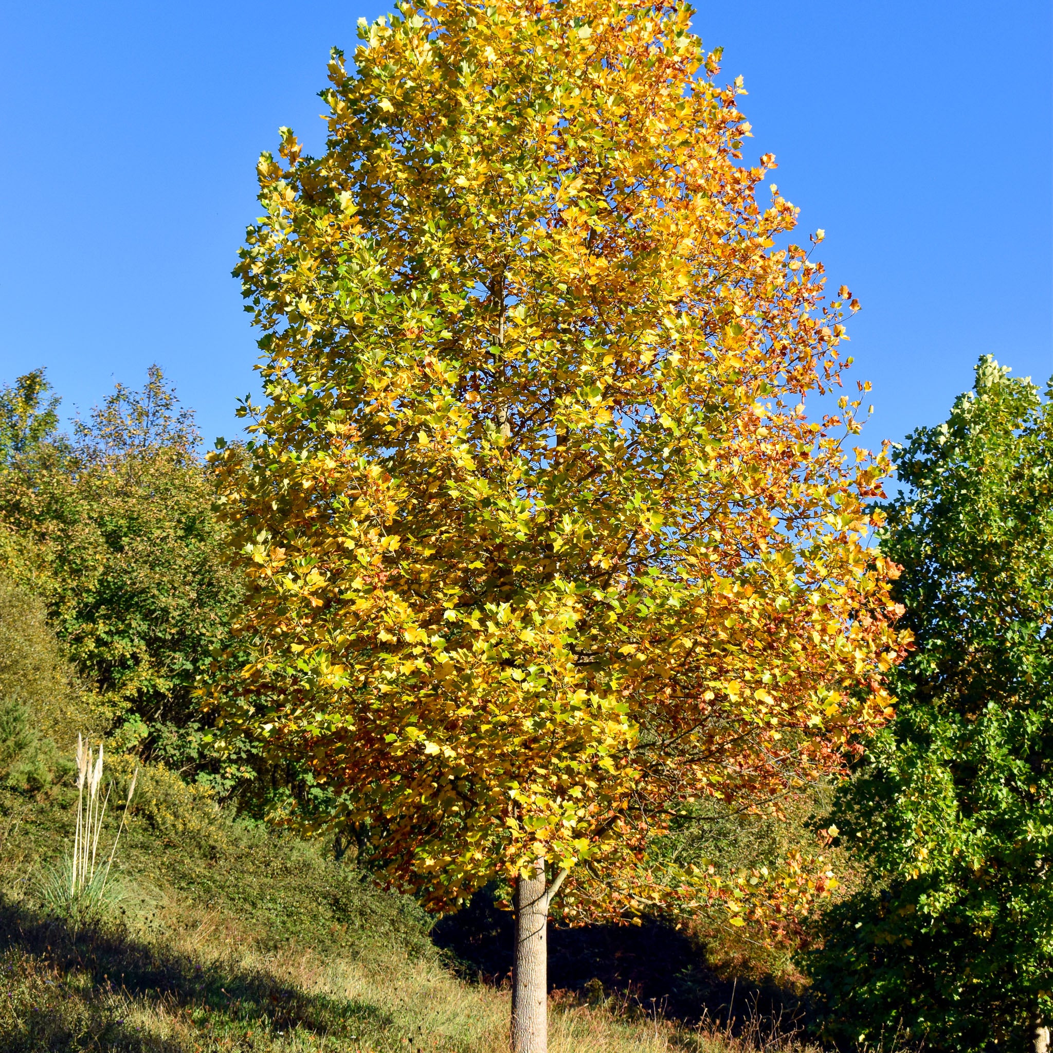 Tulpenbaum