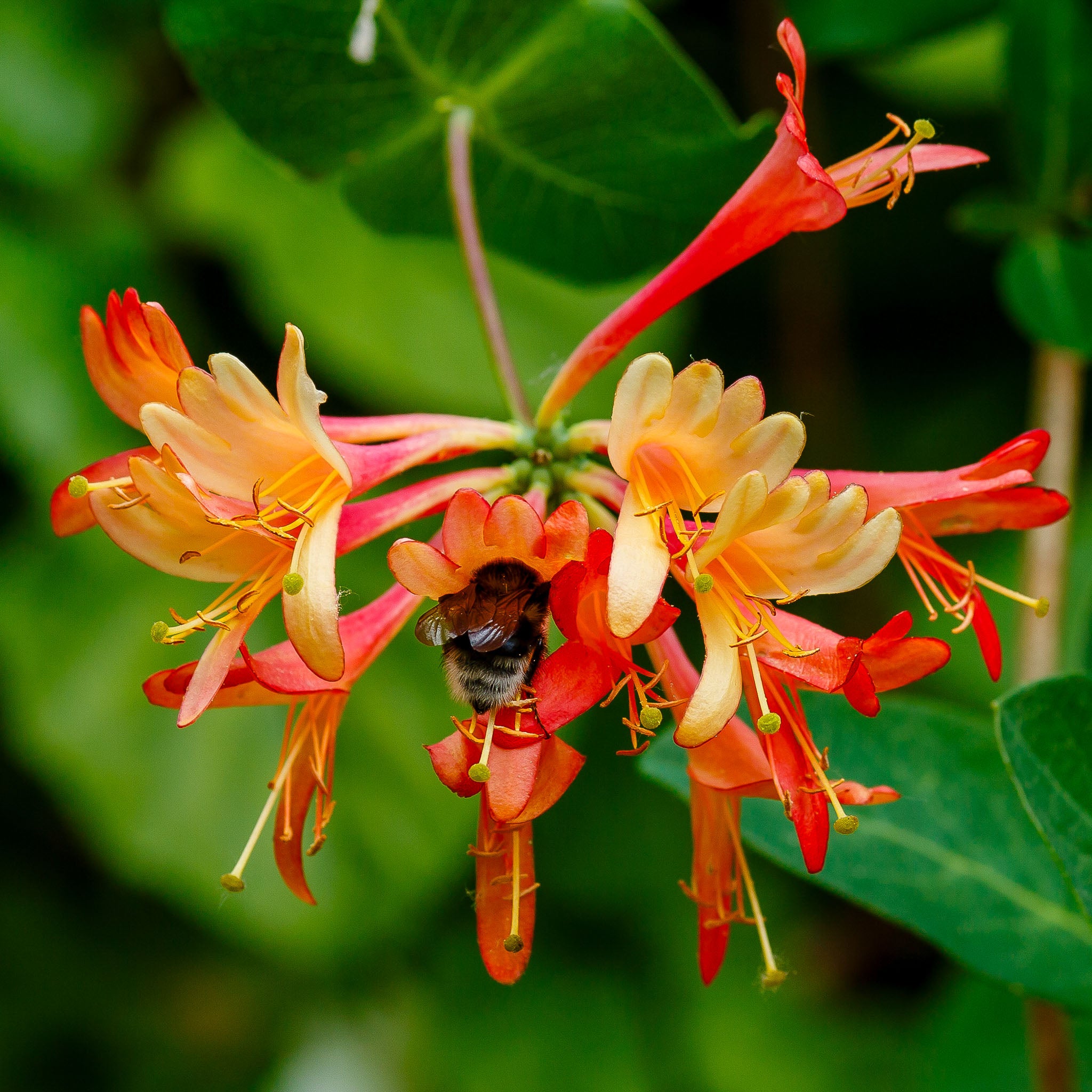 Geißblatt 'Dropmore Scarlet'