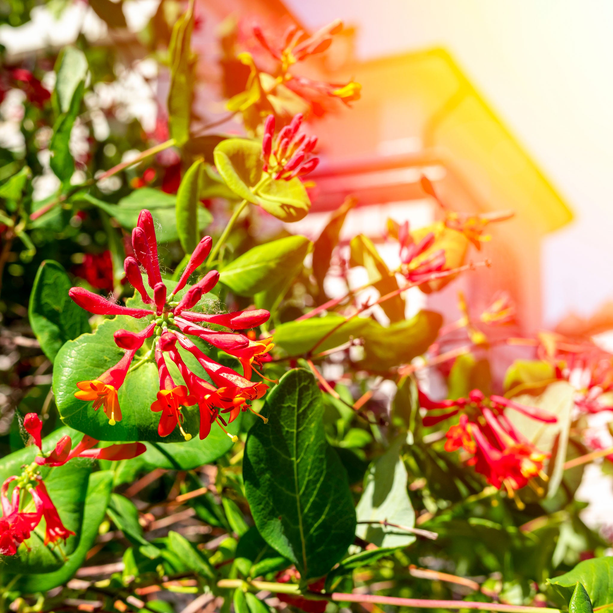 Geißblatt 'Dropmore Scarlet'