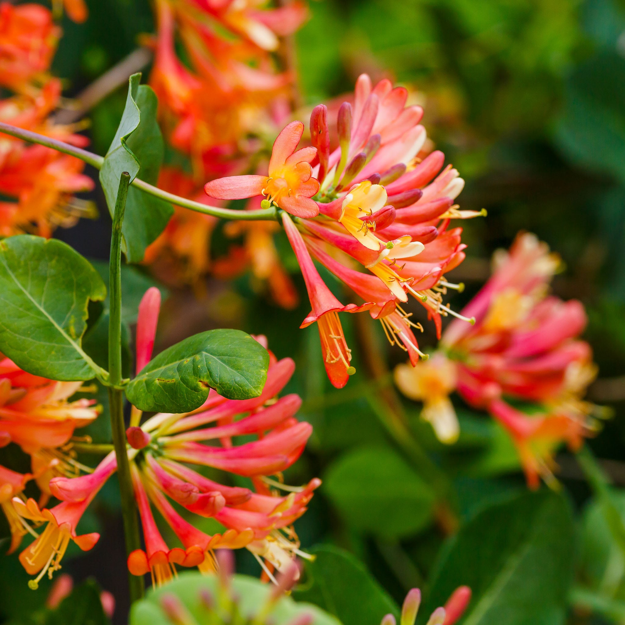 Geißblatt 'Dropmore Scarlet'