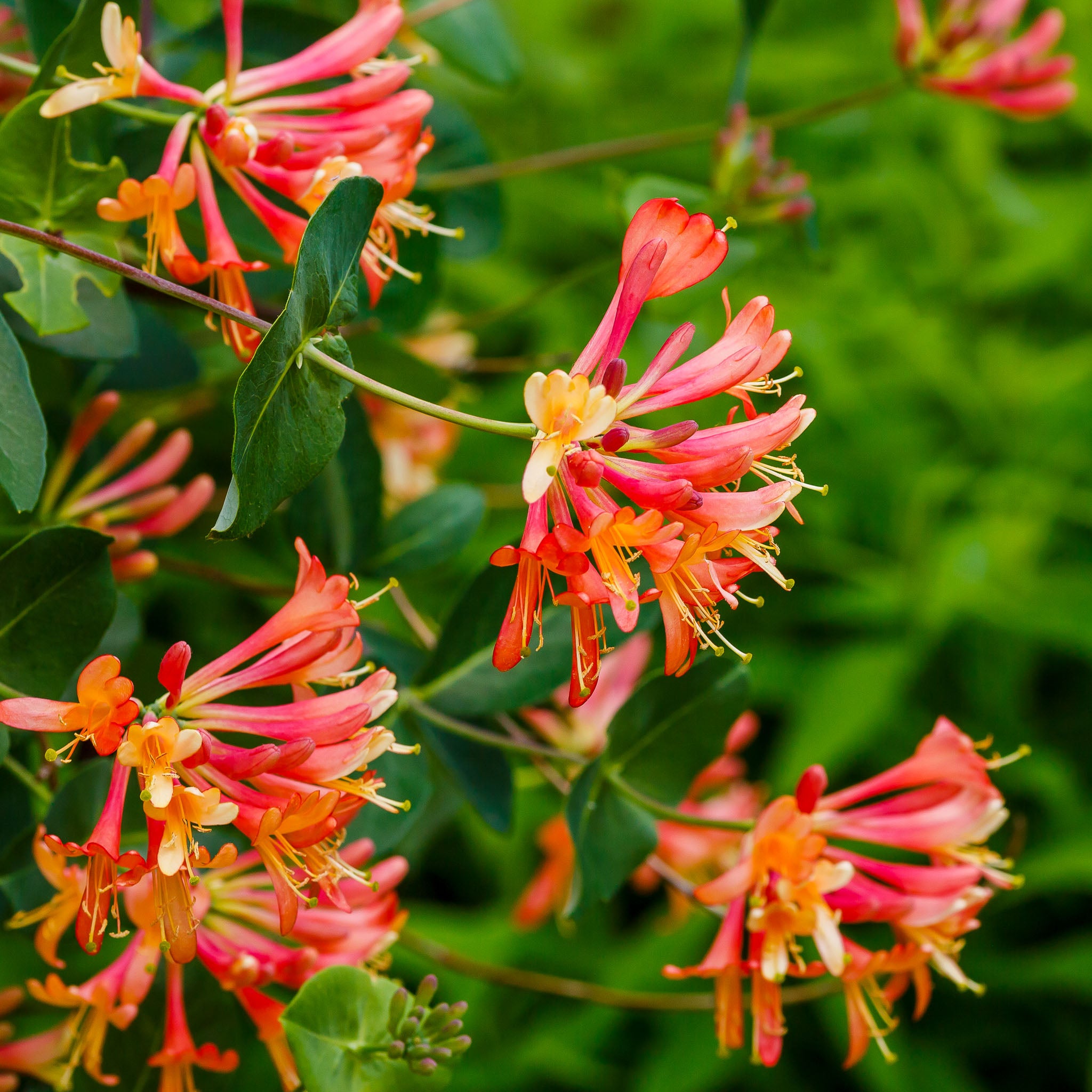 Geißblatt 'Dropmore Scarlet'