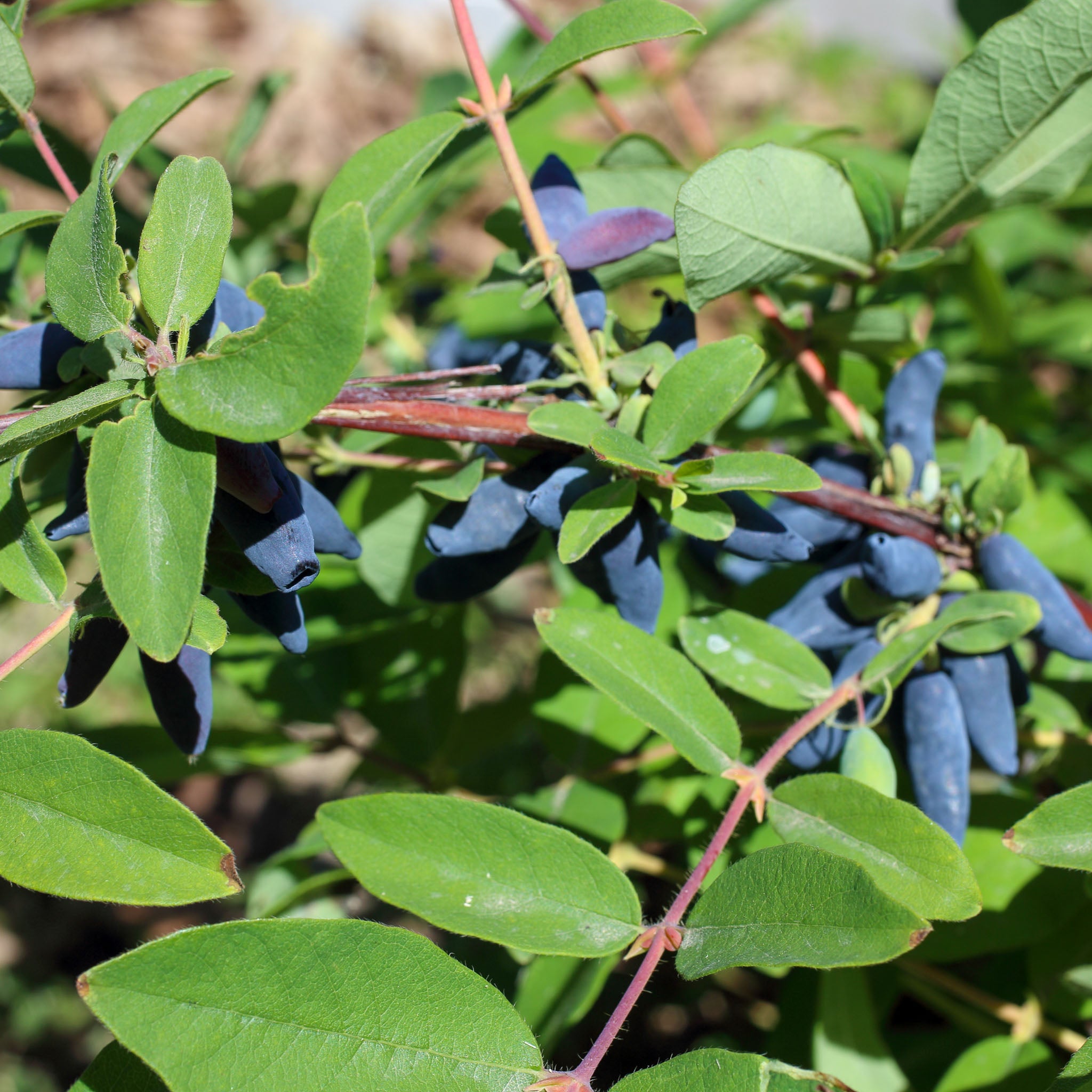 Honigbeere 'Blue Banana'