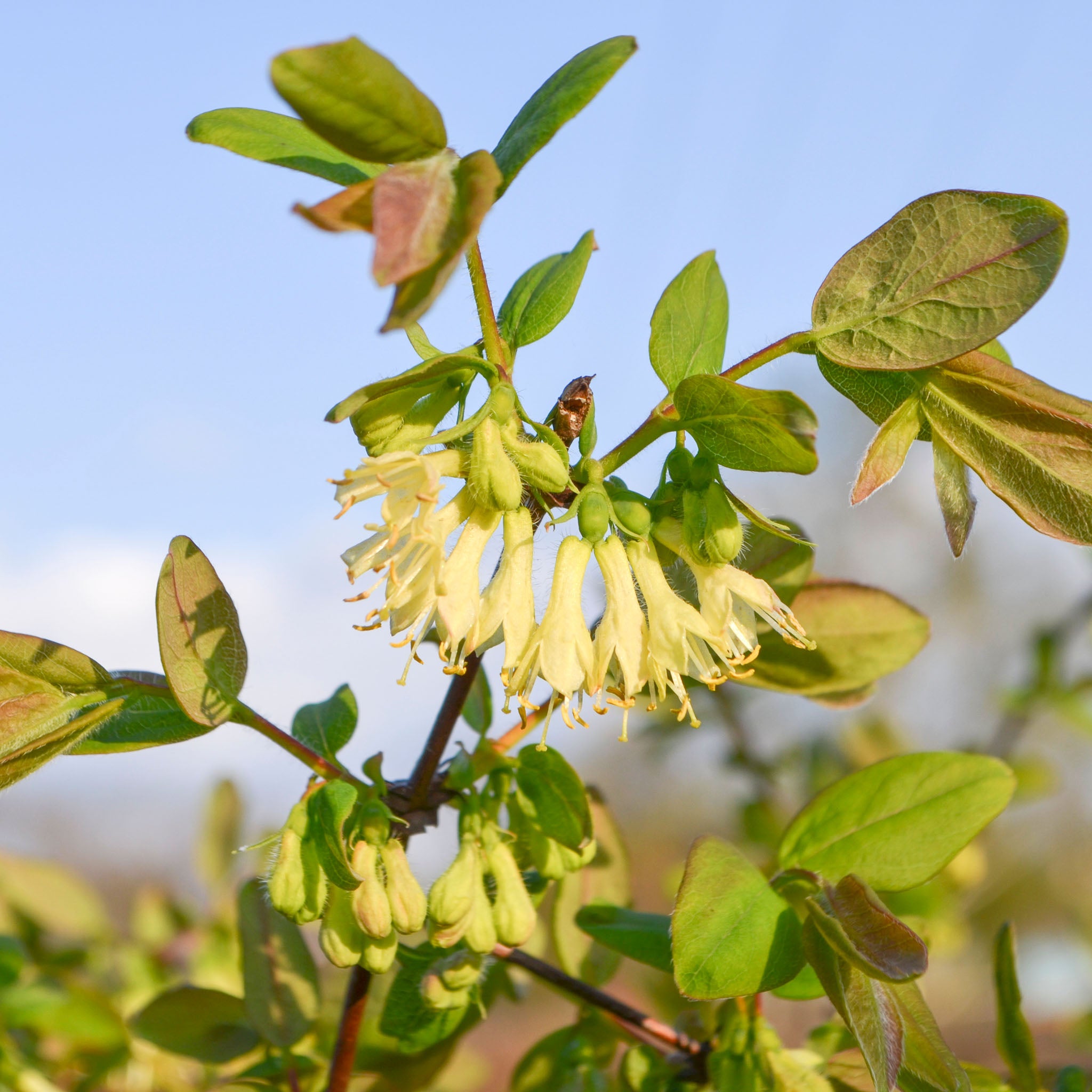 Honigbeere 'Boreal Blizzard'