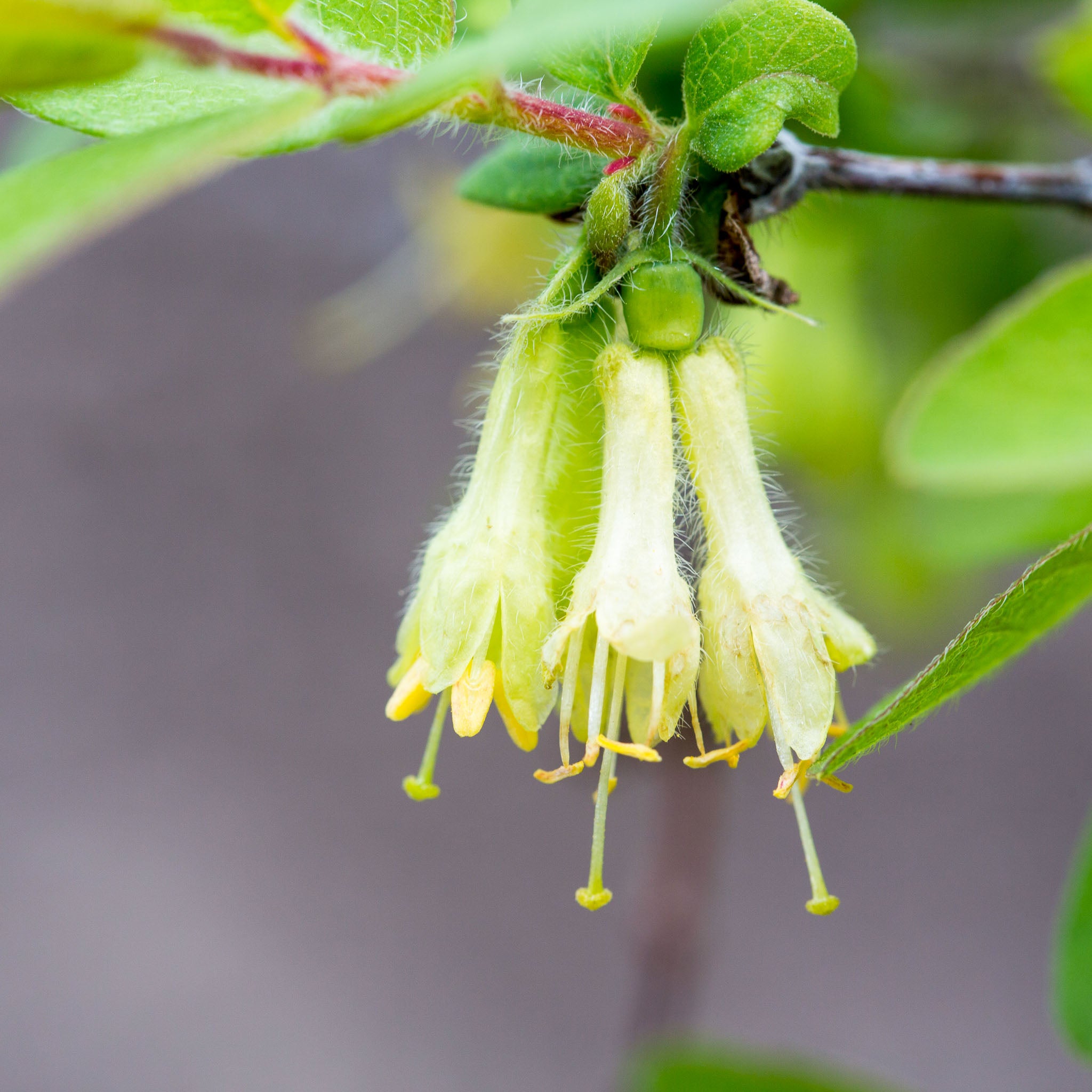 Honigbeere 'Boreal Blizzard'