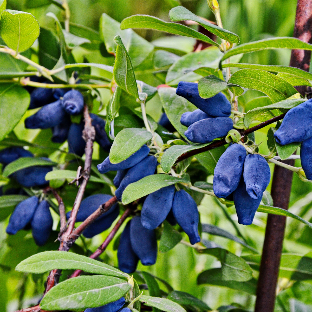 Honigbeere 'Borealis'