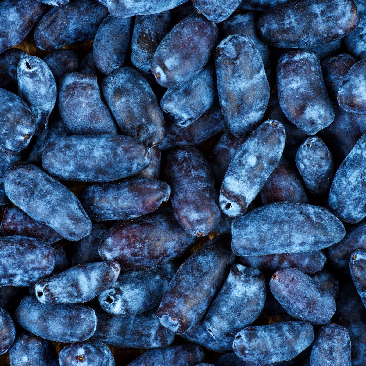 Honigbeere 'Borealis'