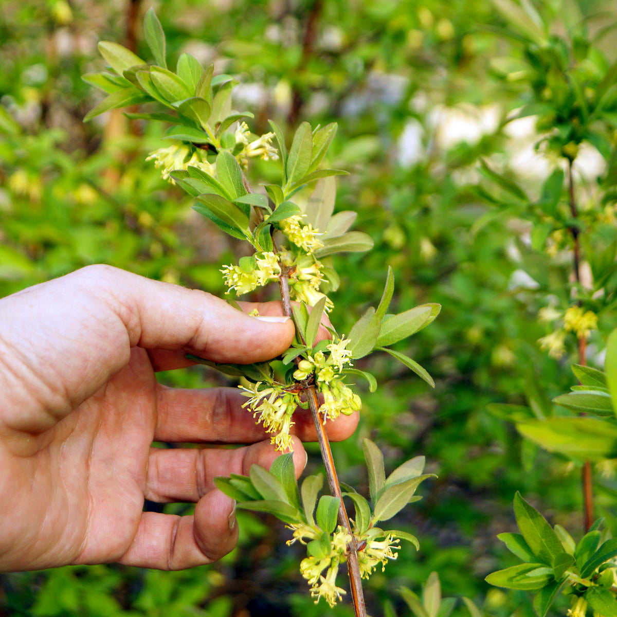 Honigbeere 'Borealis'
