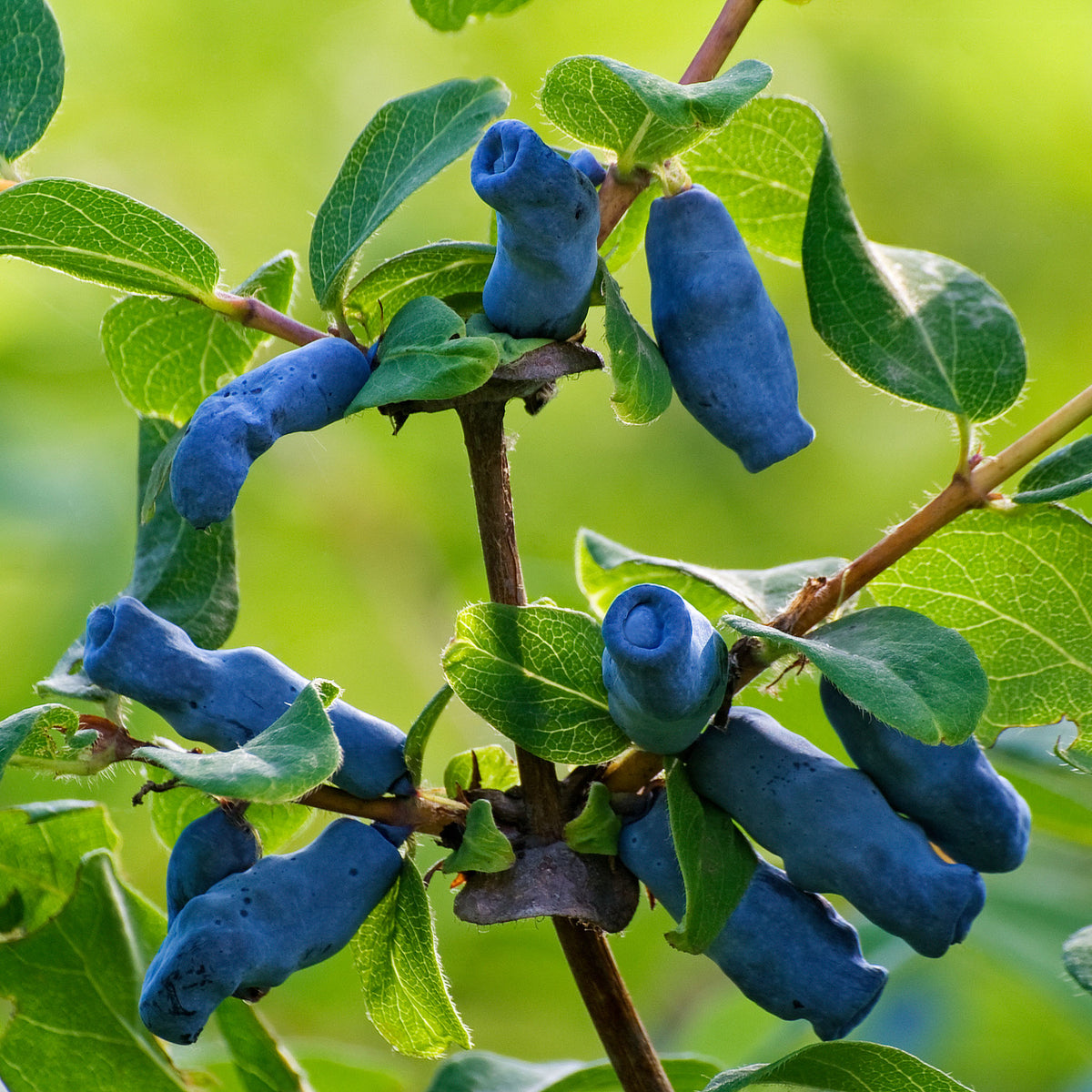 Honigbeere 'Borealis'