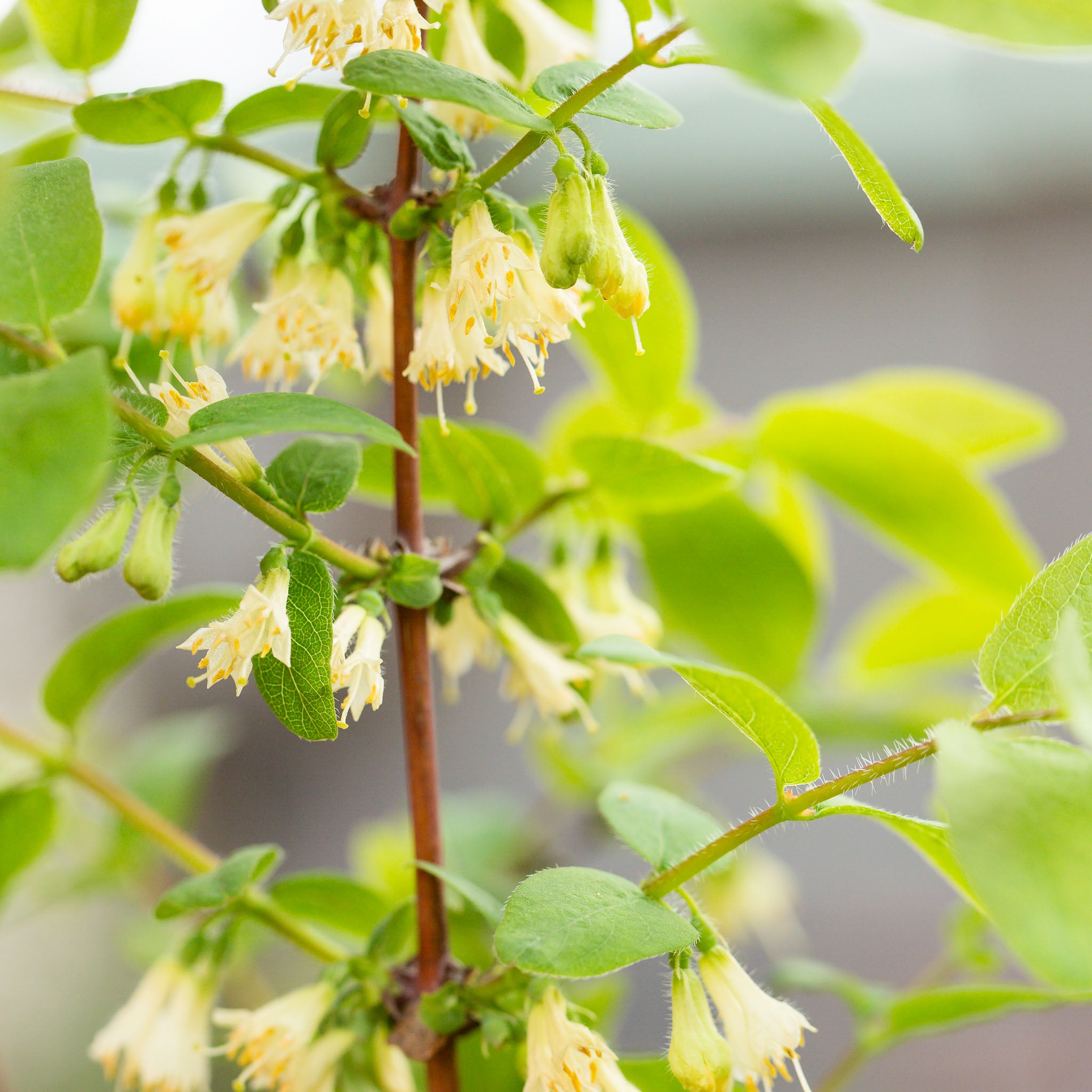 Honigbeere 'Strawberry Sensation'