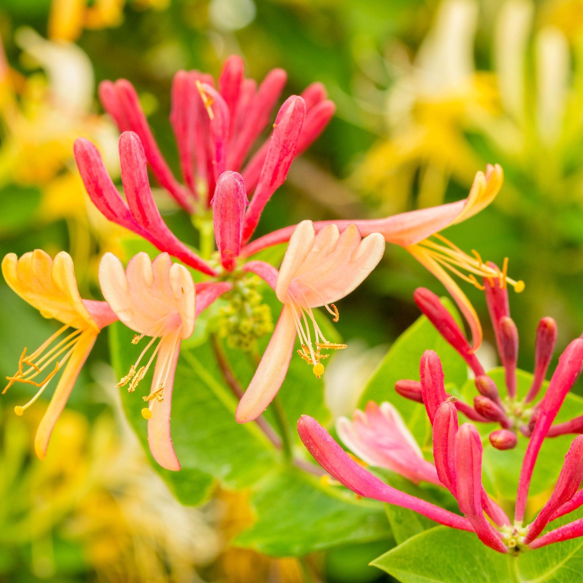 Geißblatt 'Goldflame'