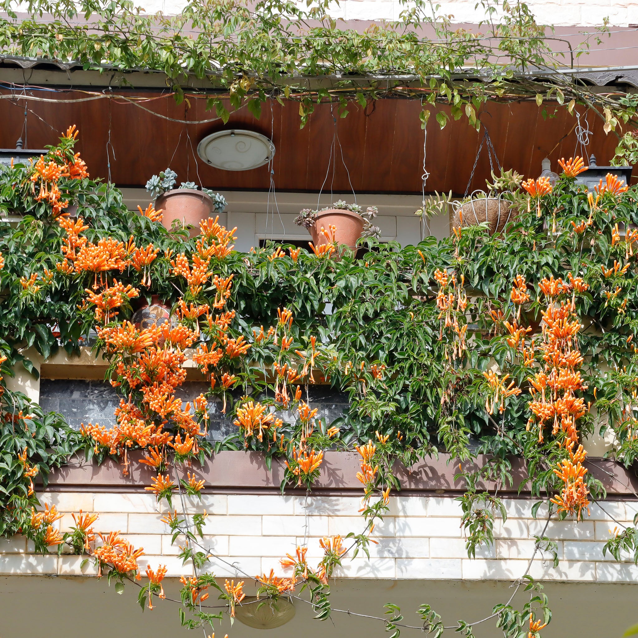 Geißblatt 'Copper Beauty'