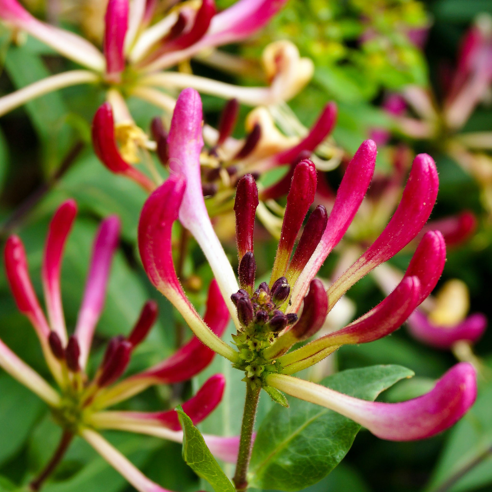 Geißblatt 'Serotina'