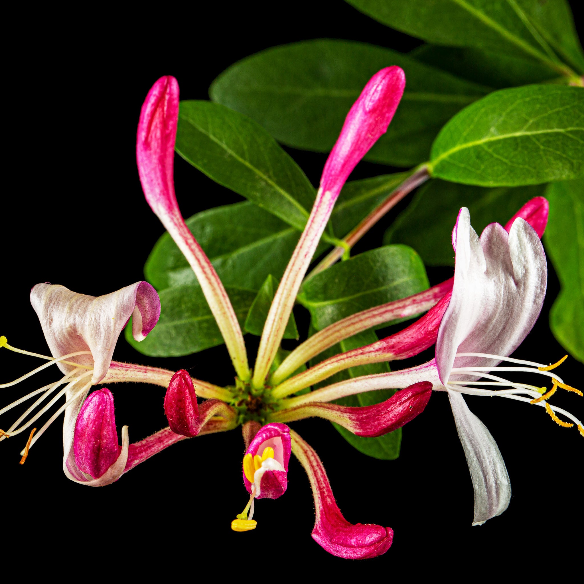 Geißblatt 'Serotina'
