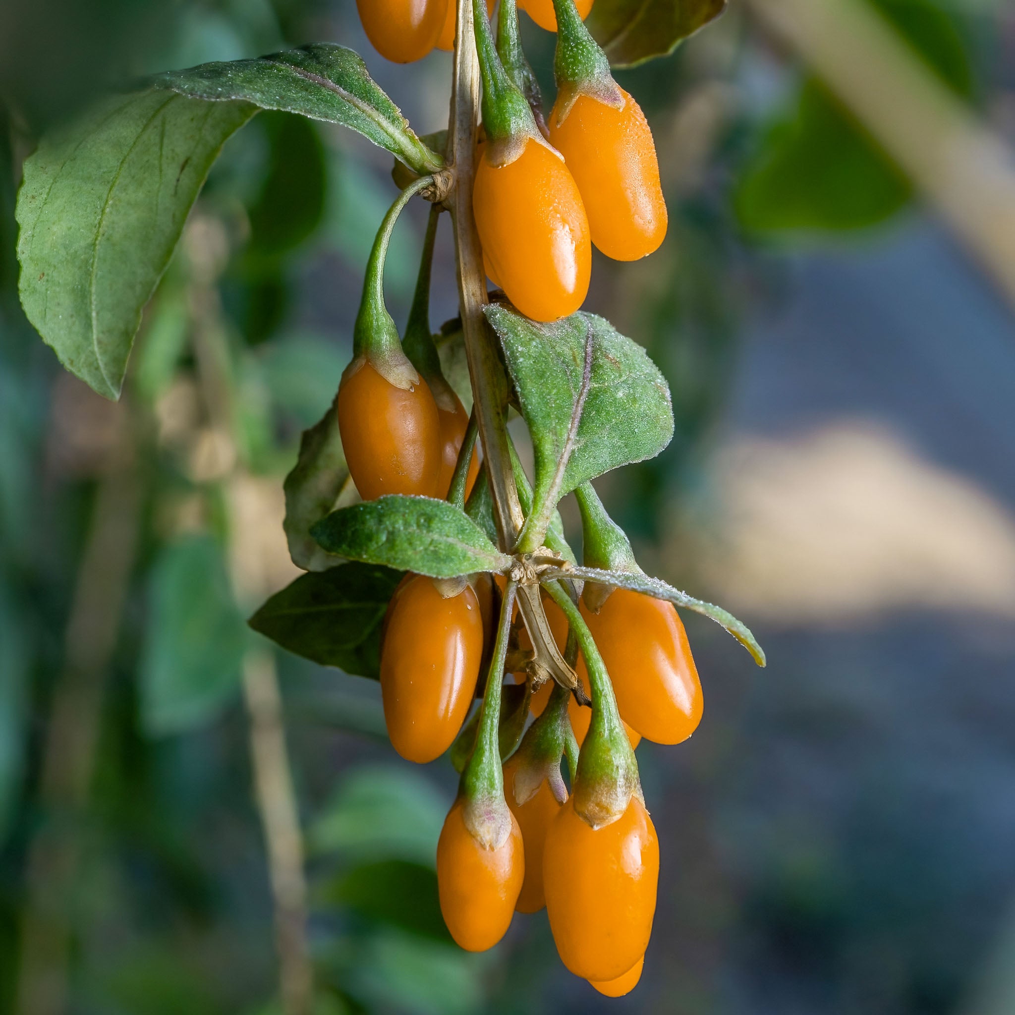 Gojibeere 'Amber Sweet'
