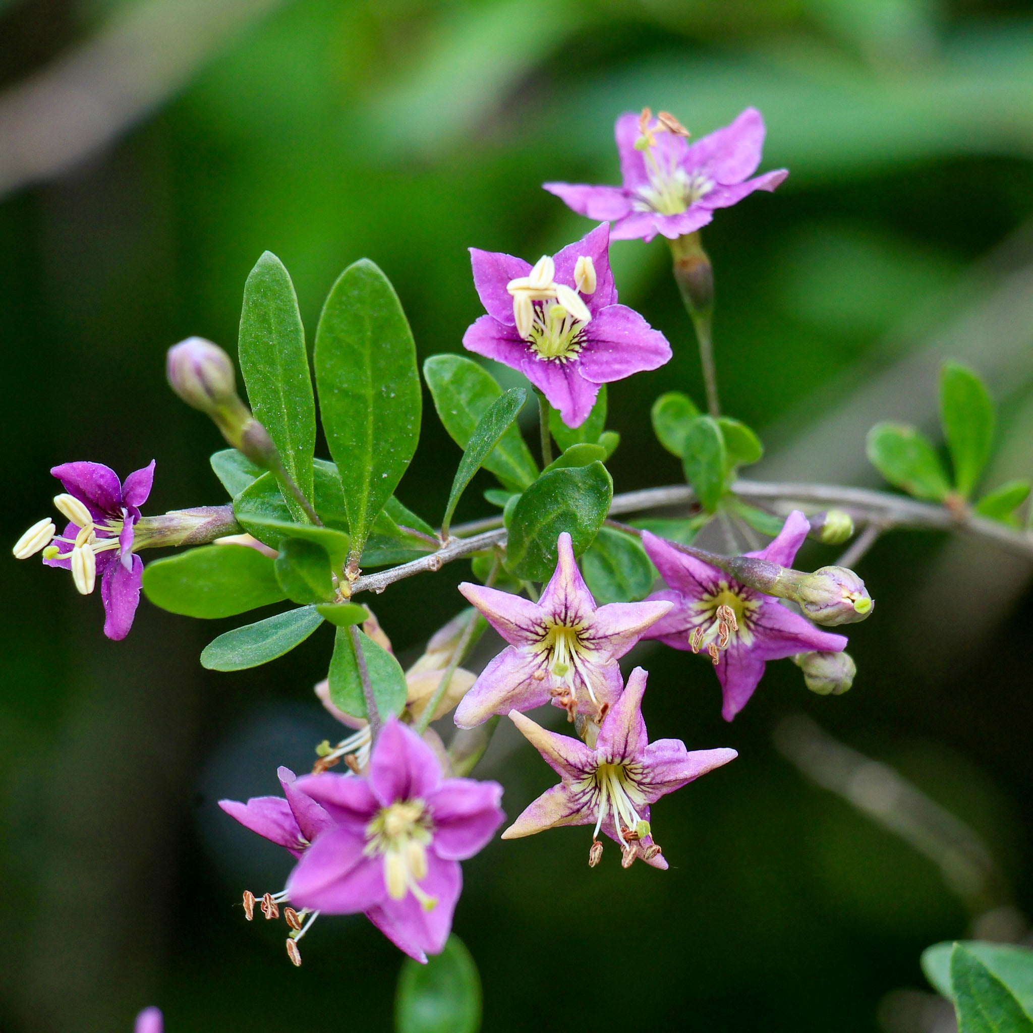 Gojibeere 'Amber Sweet'