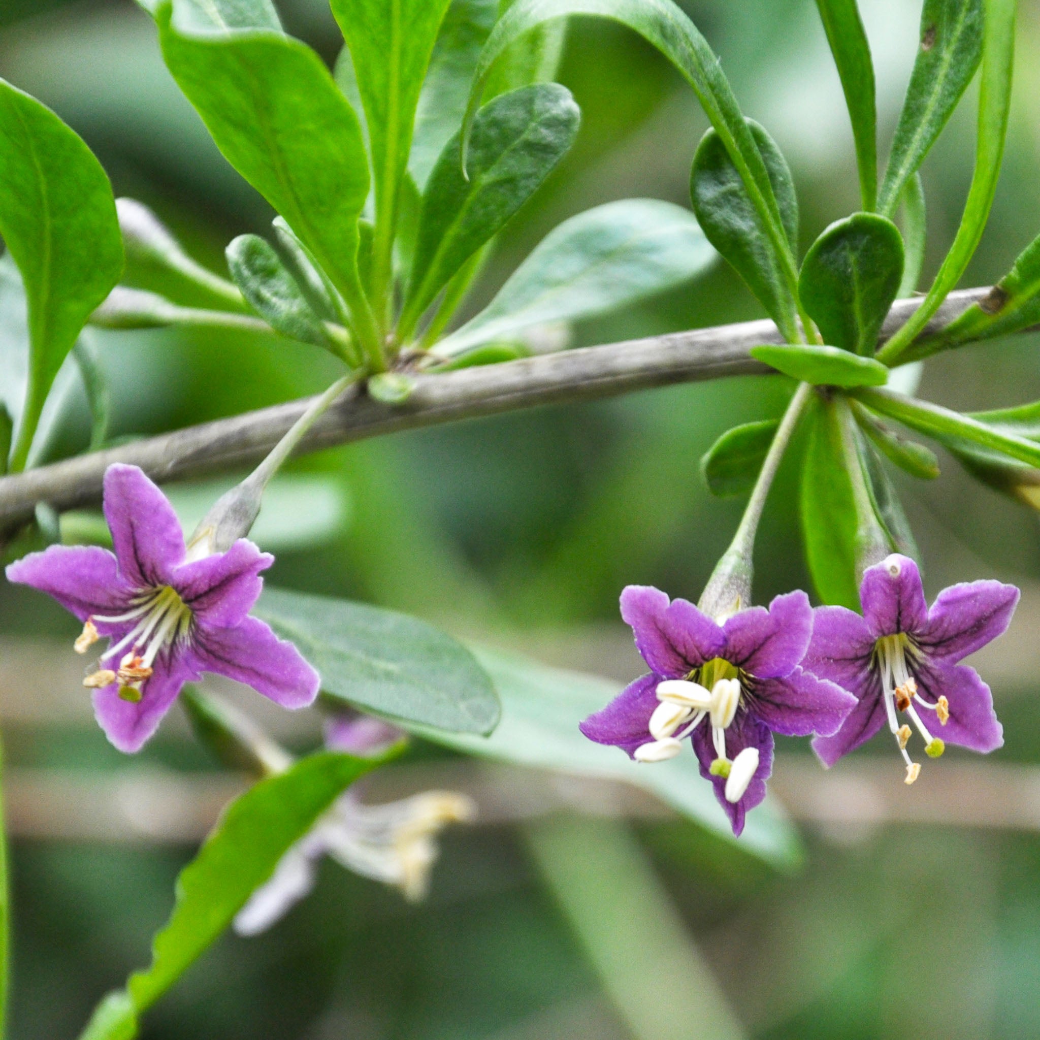 Gojibeere 'Big Lifeberry'
