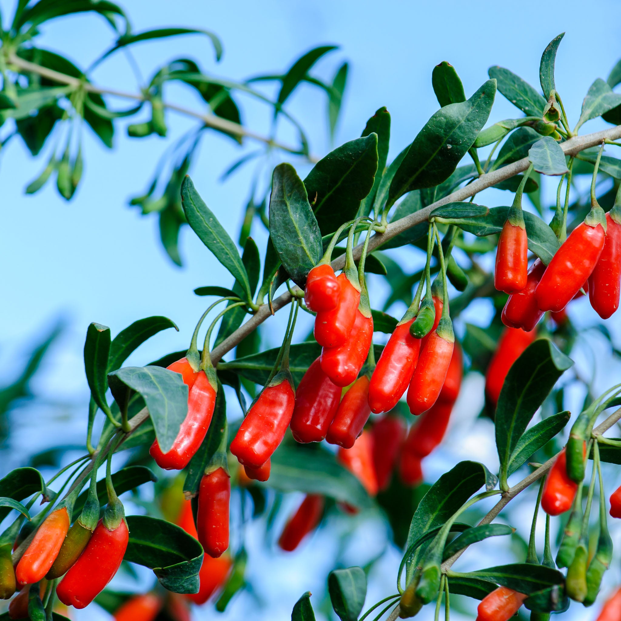 Gojibeere 'Big Lifeberry'