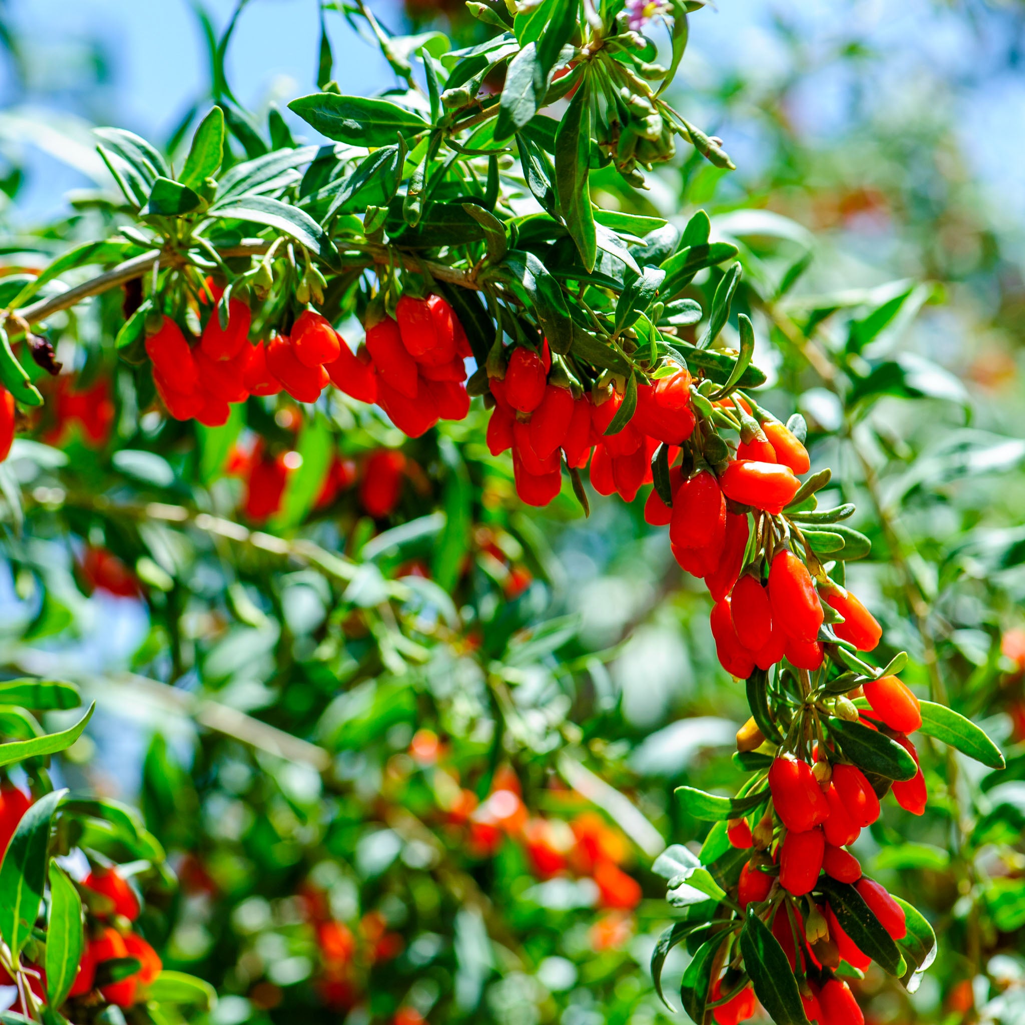 Gojibeere 'Big Lifeberry'