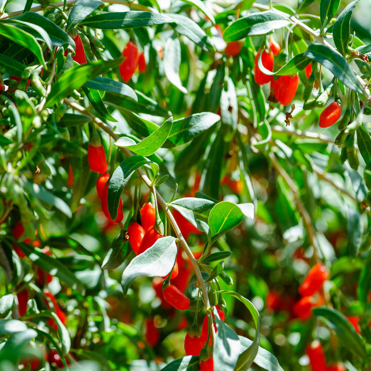 Gojibeere 'Super Success'