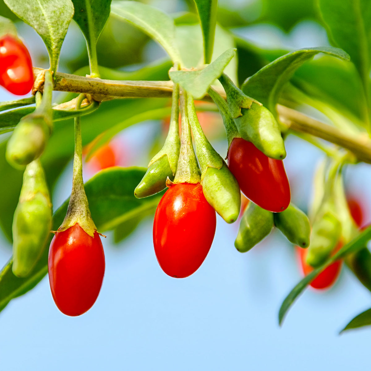 Gojibeere 'Sweet Lifeberry'