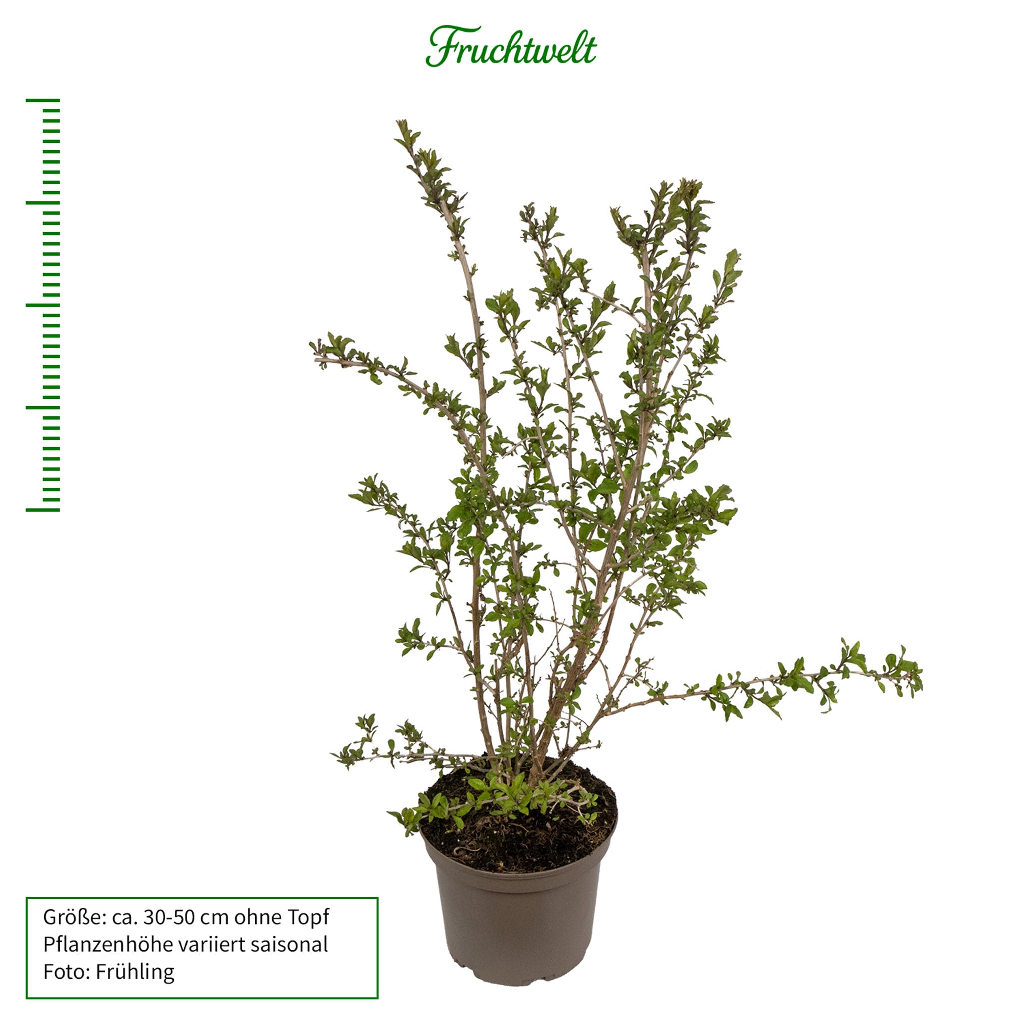 Gojibeere 'Big Lifeberry'