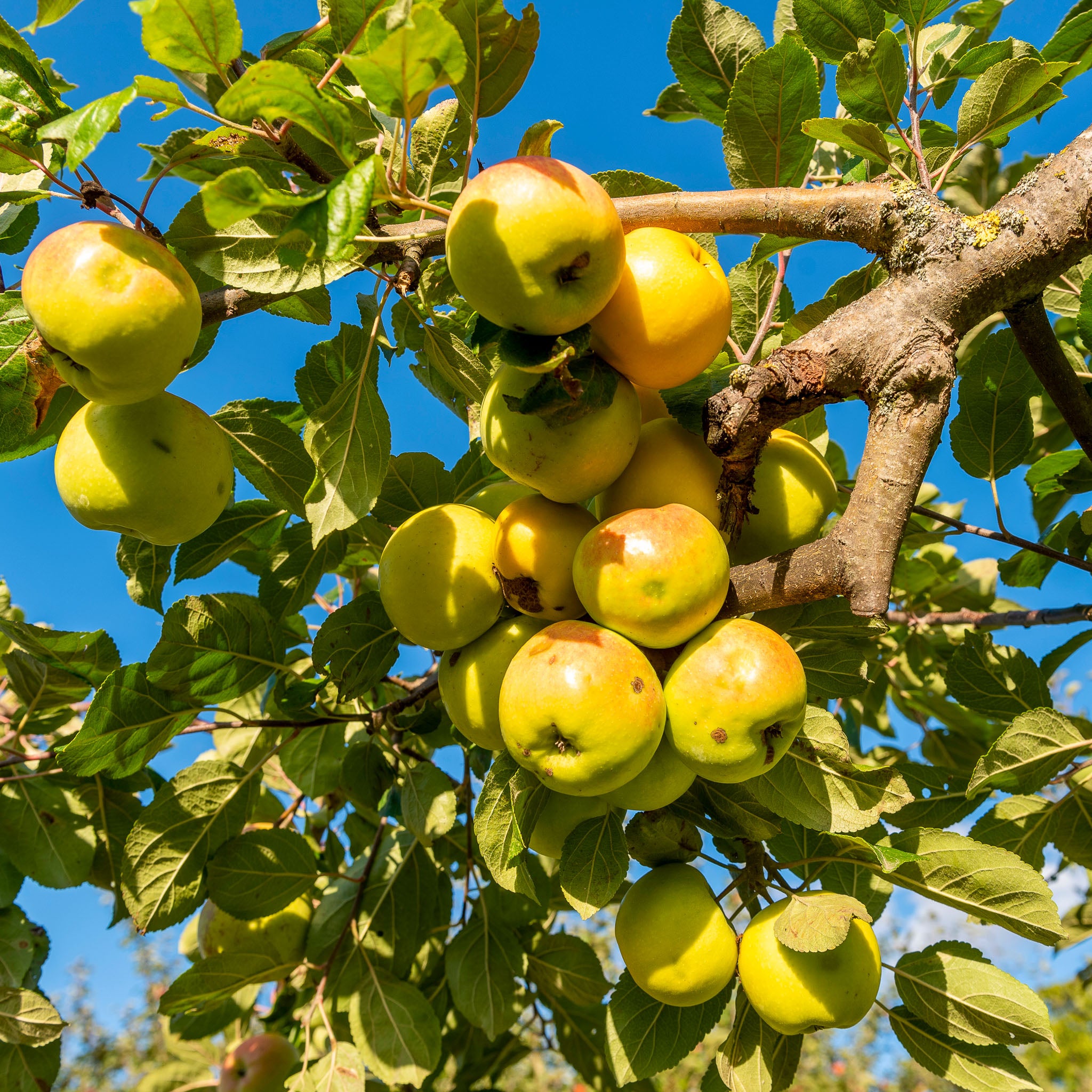 Apfel 'Bittenfelder'