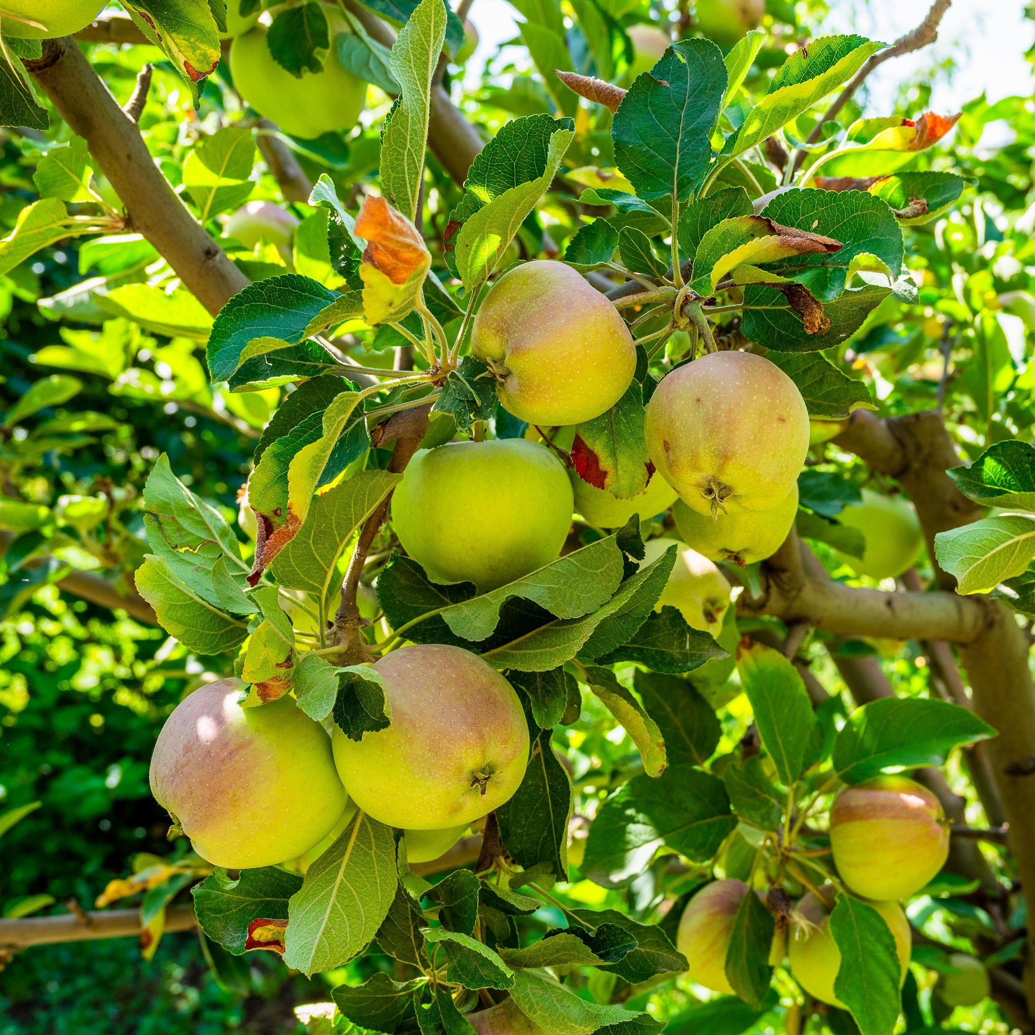 Apfel 'Bittenfelder'