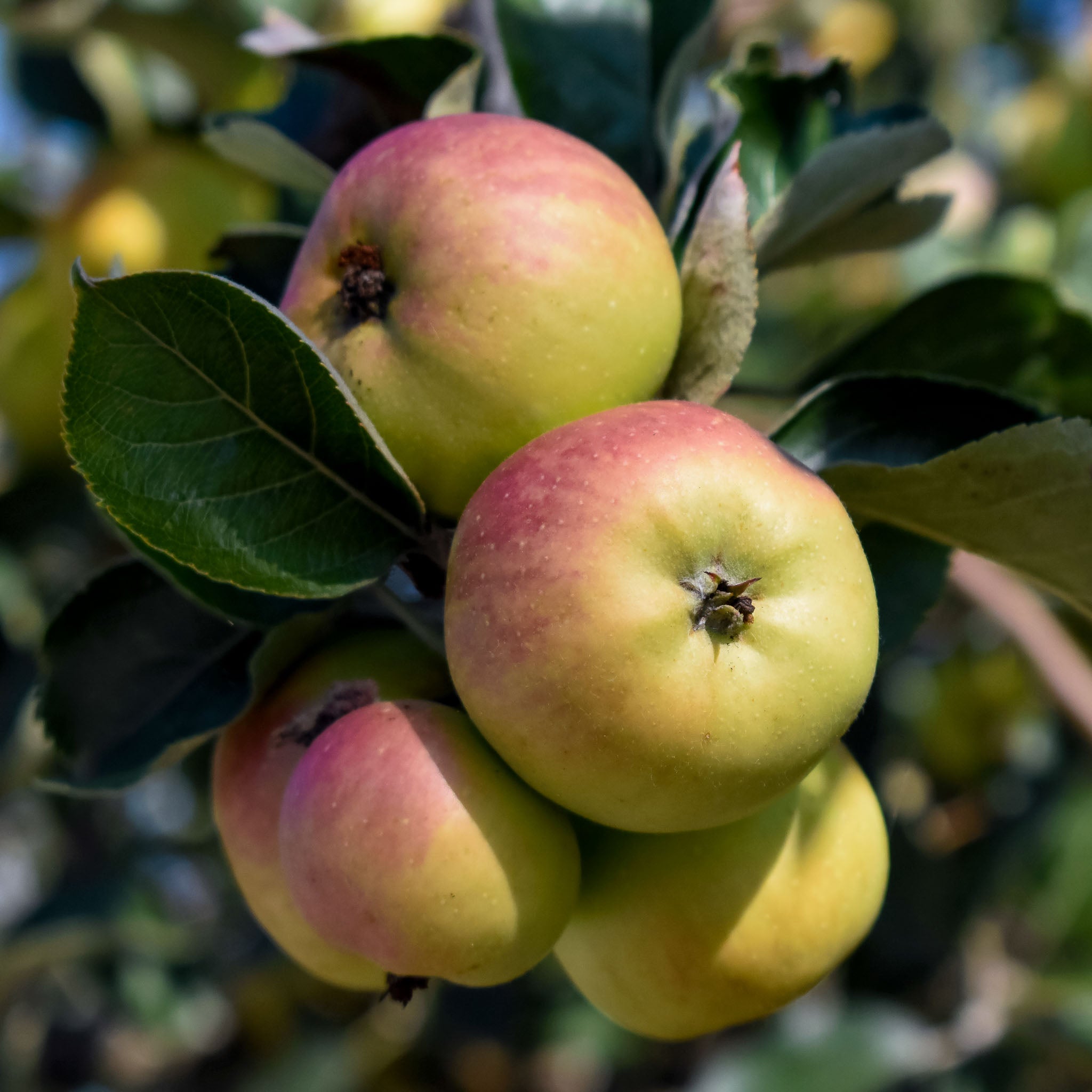 Apfel 'Bittenfelder'