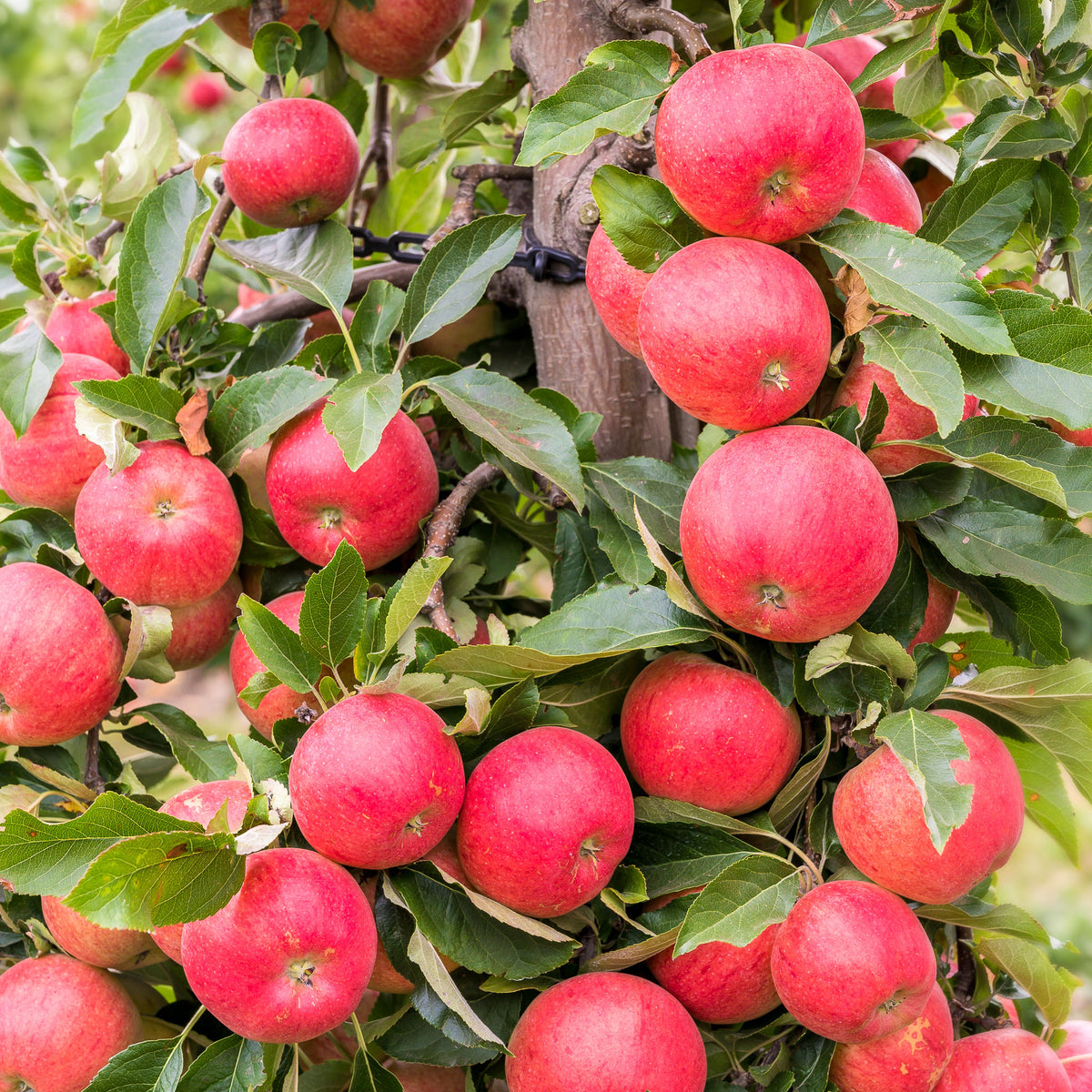 Apfel 'Evelina' - Buschbaum