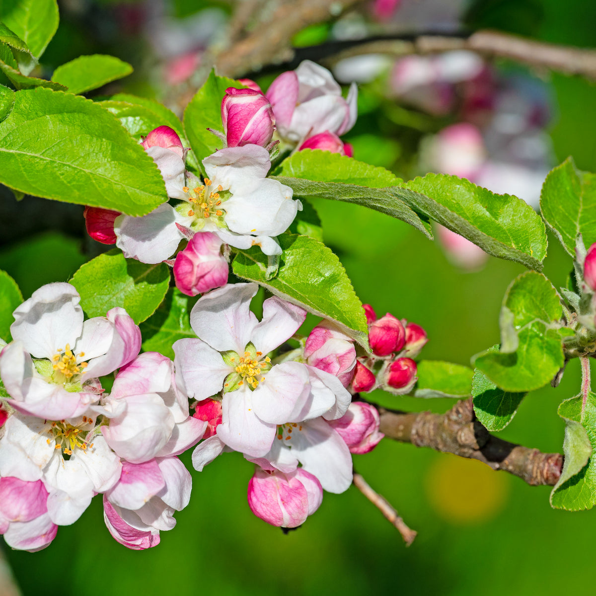 Apfel 'Evelina' - Buschbaum