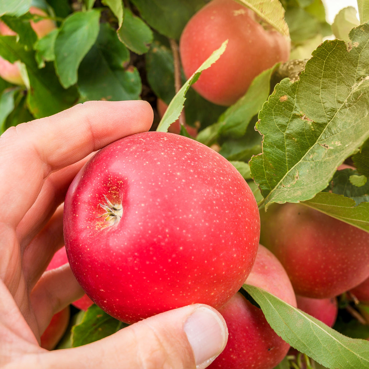 Apfel 'Evelina' - Buschbaum