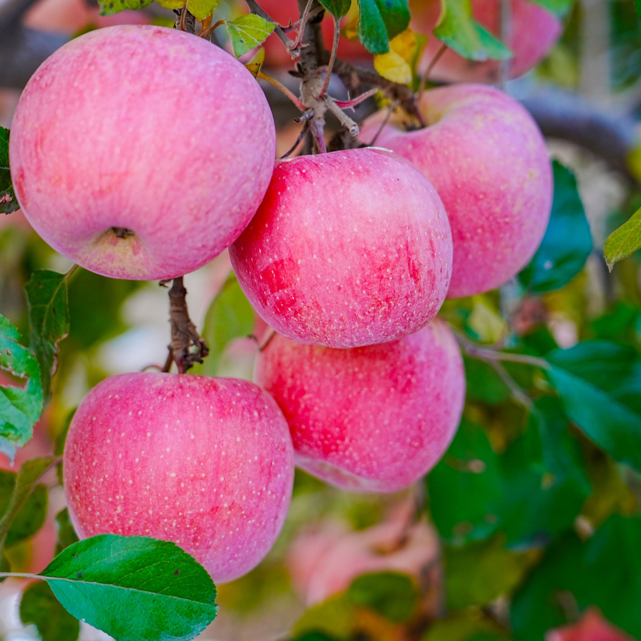 Apfel 'Florina' - Terrassenobst