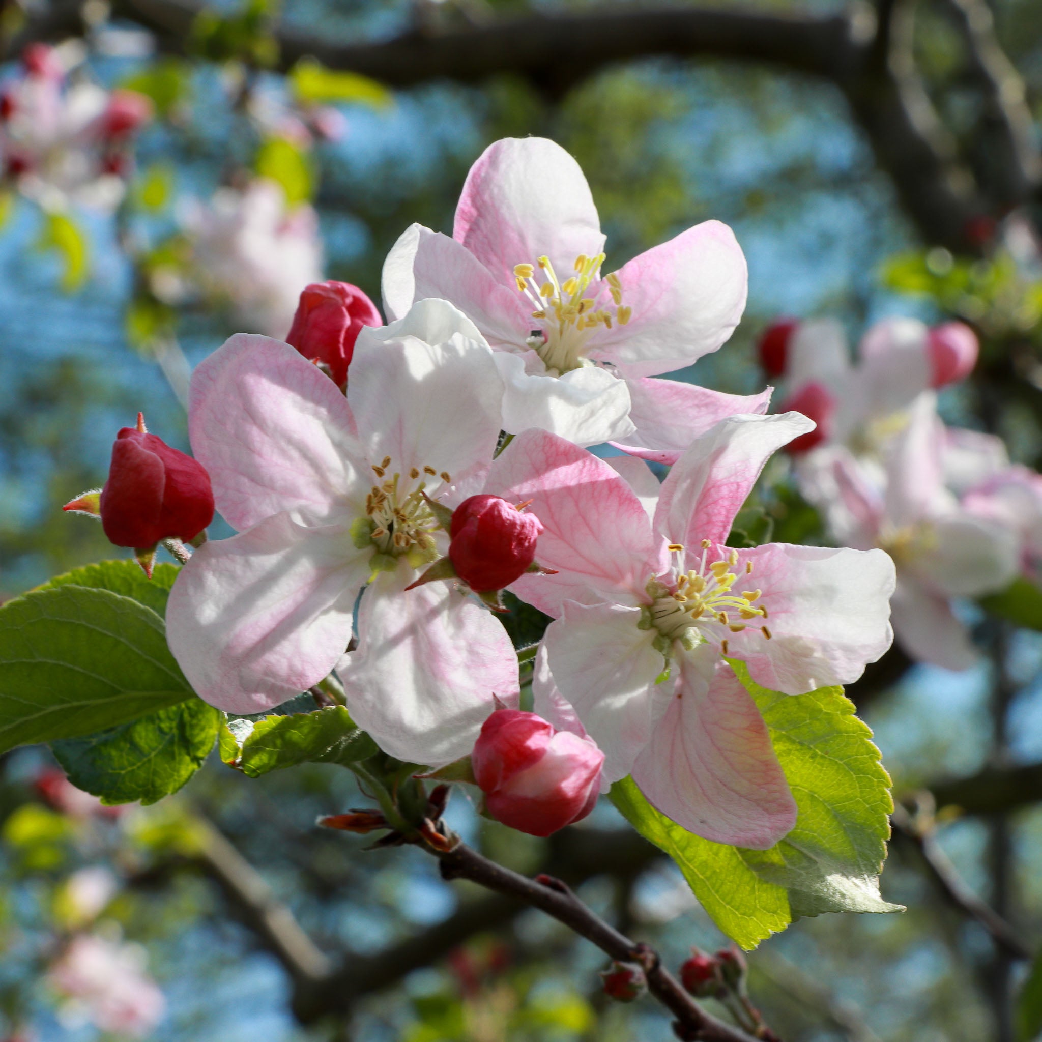 Apfel 'Florina' - Buschbaum