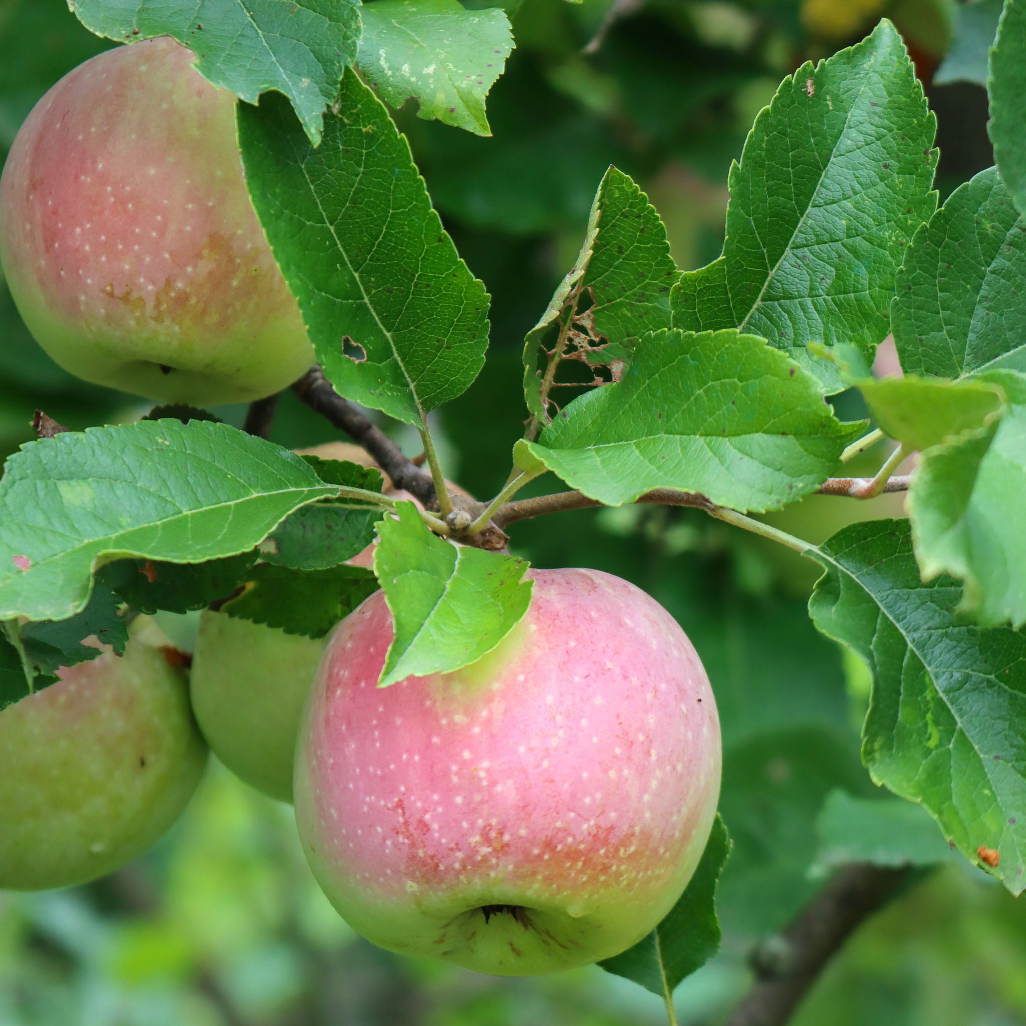 Apfel 'Florina' - Buschbaum