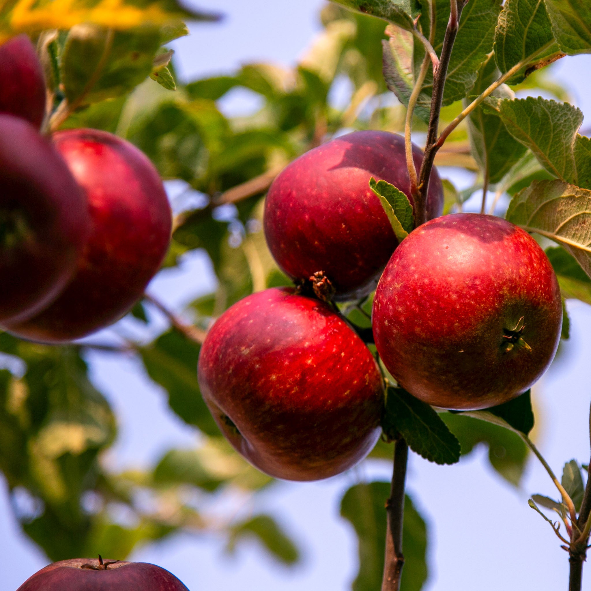 Apfel 'Gloster' - Zwergobst