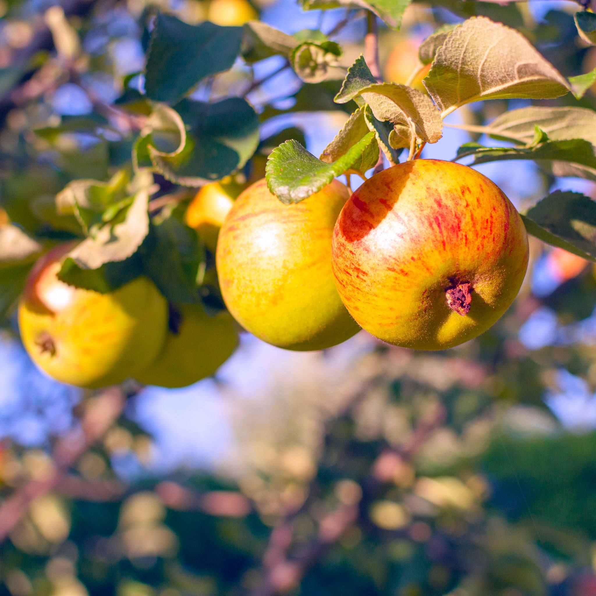 Apfel 'Goldparmäne' - Halbstamm