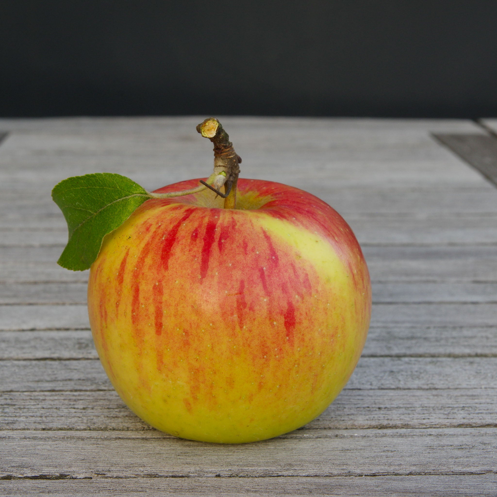 Apfel 'Goldparmäne' - Buschbaum