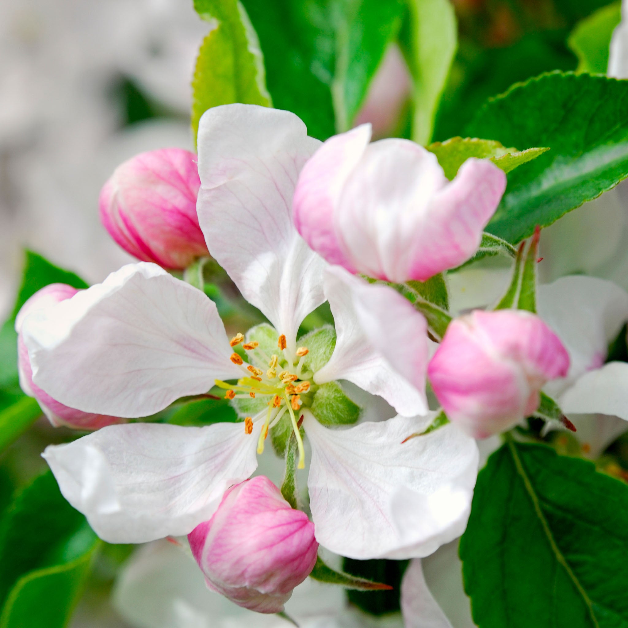 Apfel 'Goldparmäne' - Buschbaum