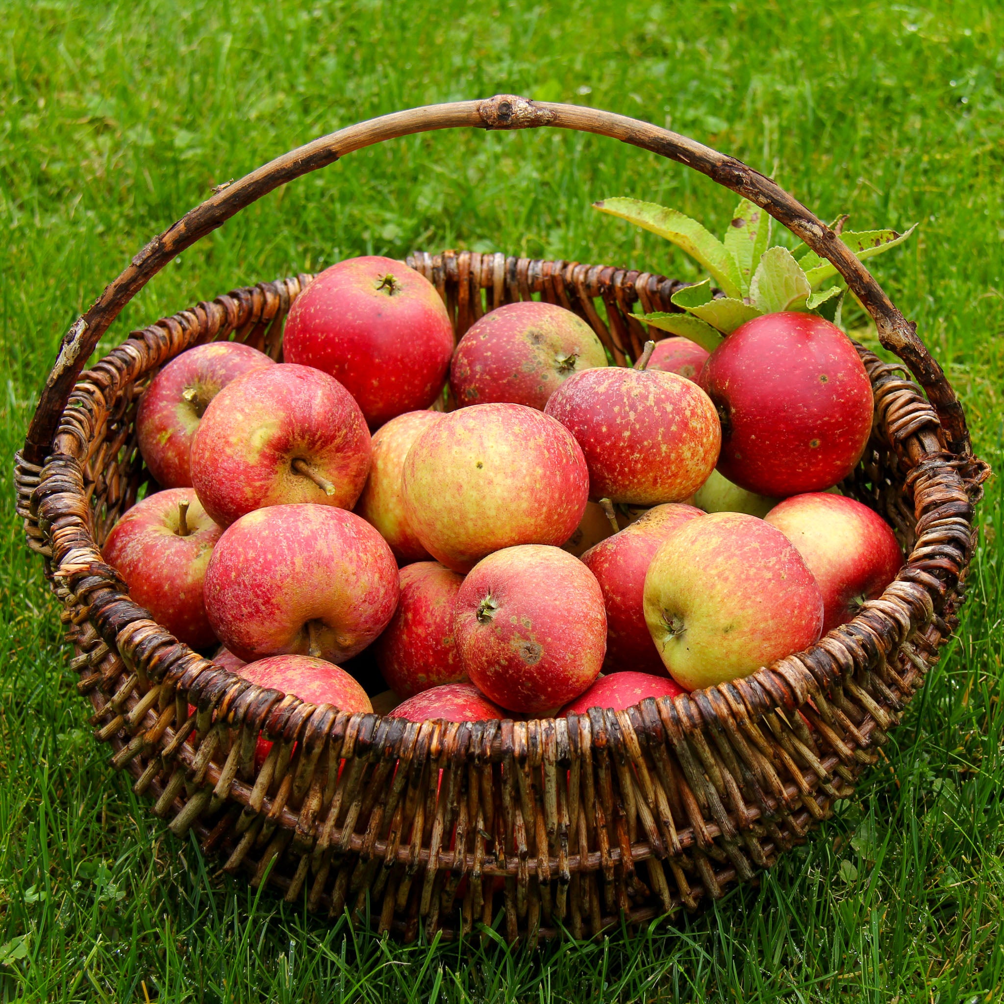 Apfel 'Ingrid Marie' - Terrassenobst