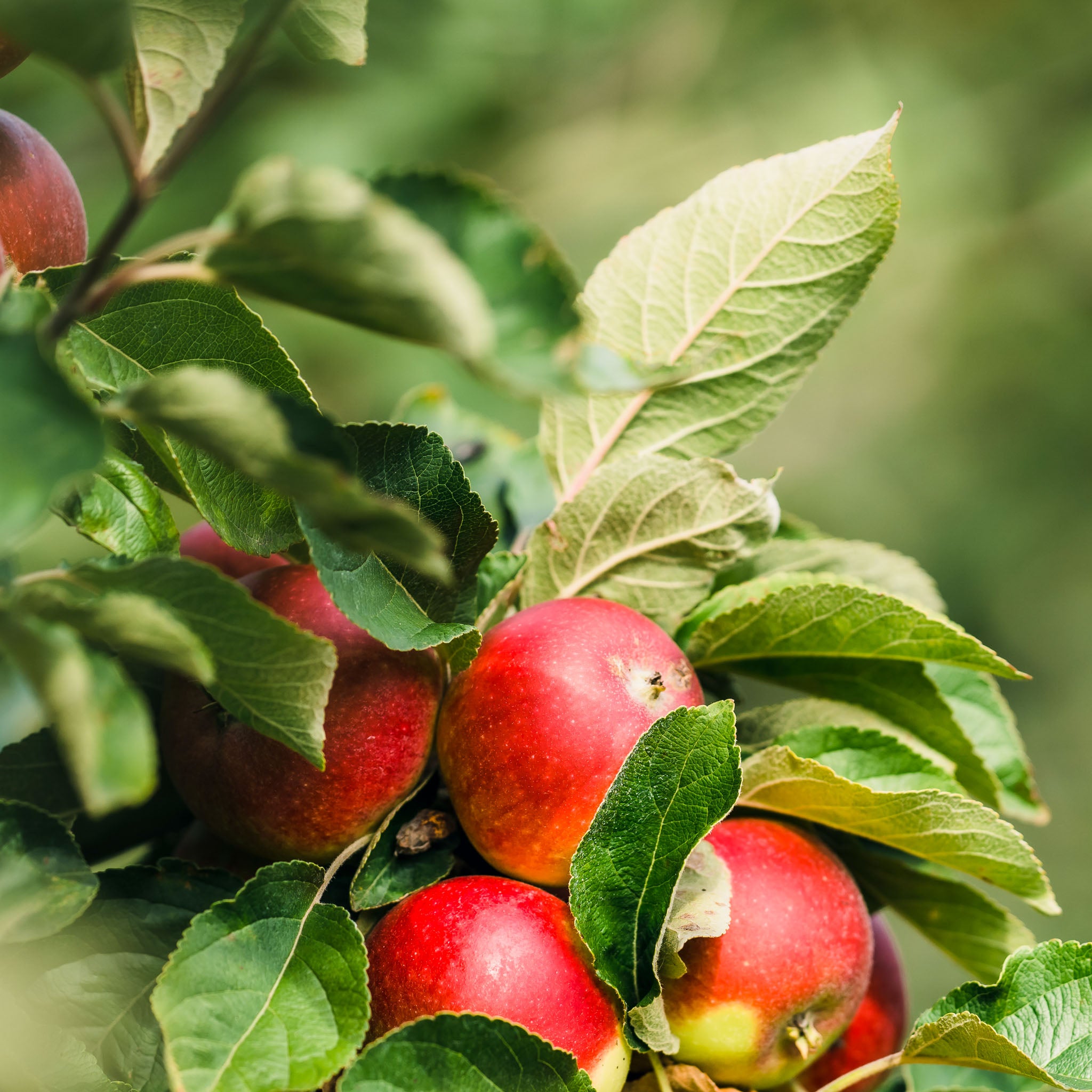 Apfel 'Ingrid Marie' - Buschbaum