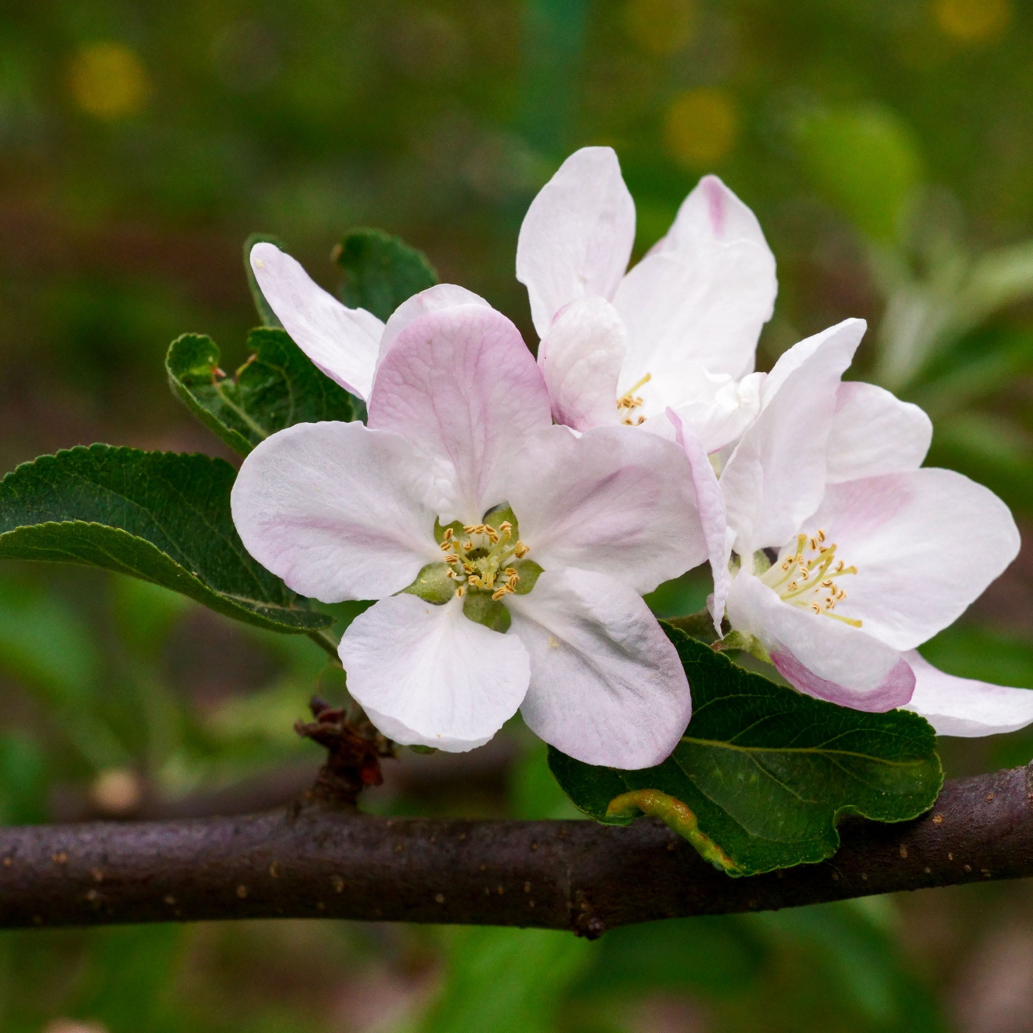 Apfel 'Ingrid Marie' - Buschbaum