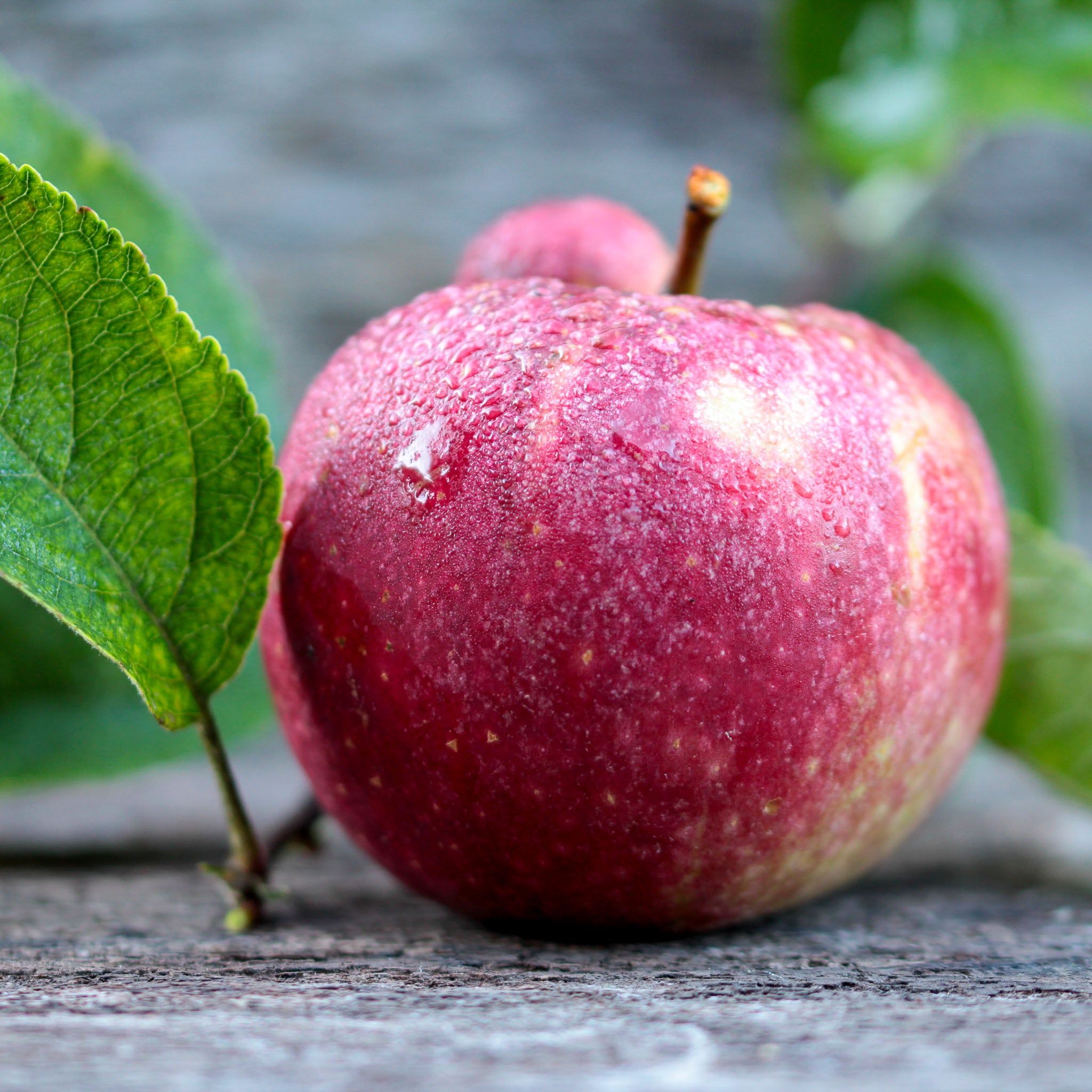 Apfel 'Ingrid Marie' - Buschbaum
