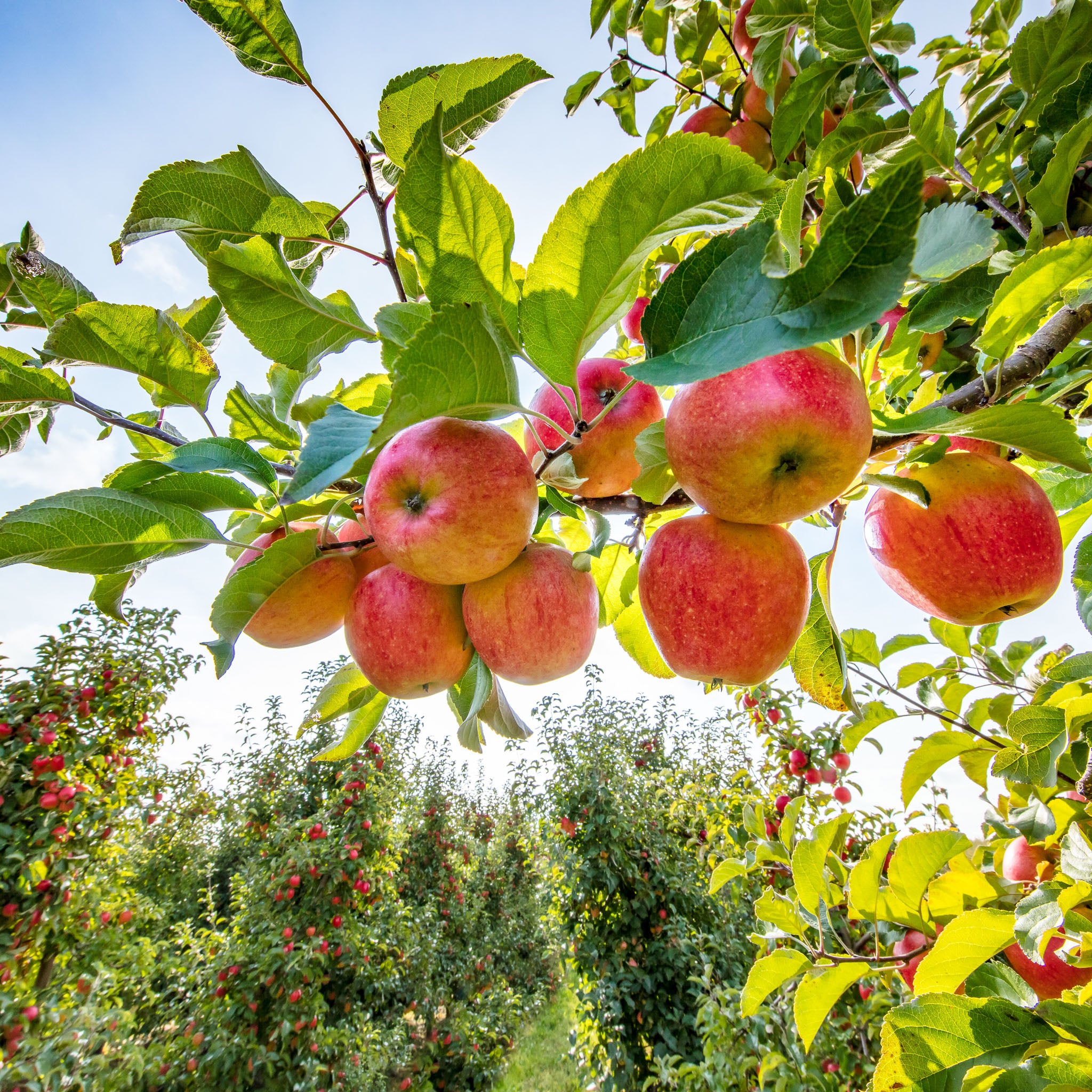 Apfel 'Jamba' - Halbstamm