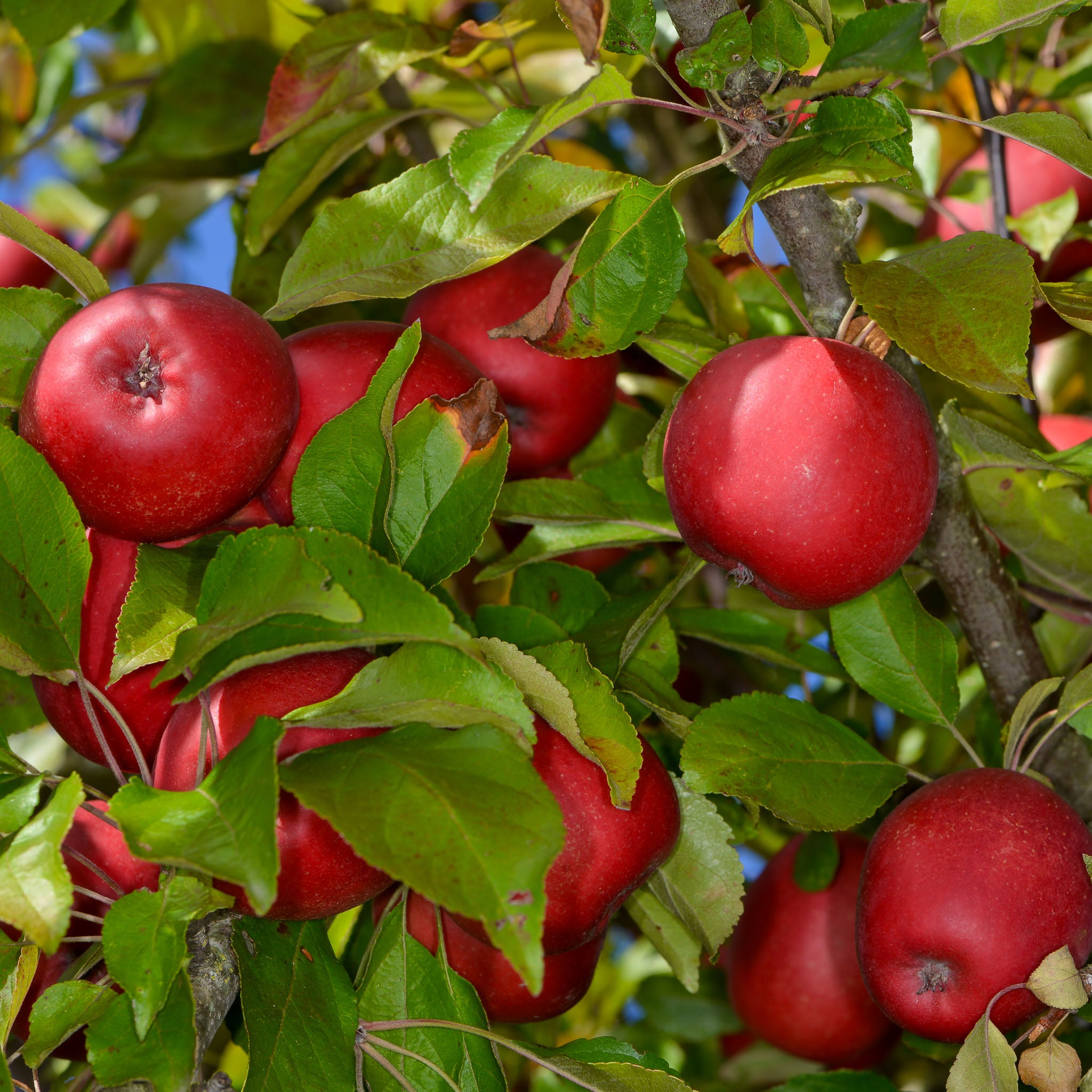 Apfel 'Kaiser Wilhelm' - Halbstamm