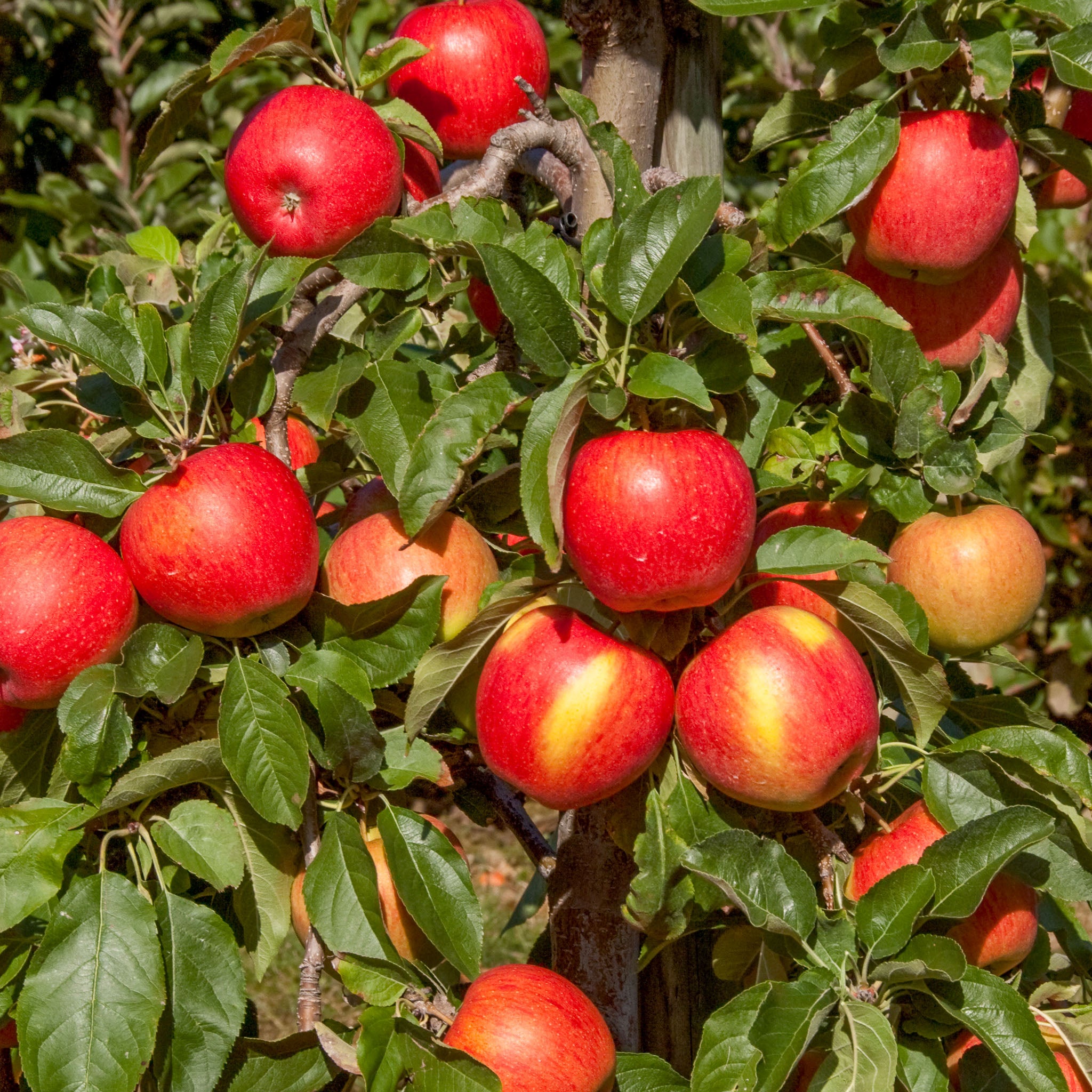 Apfel 'Pinova' - Buschbaum