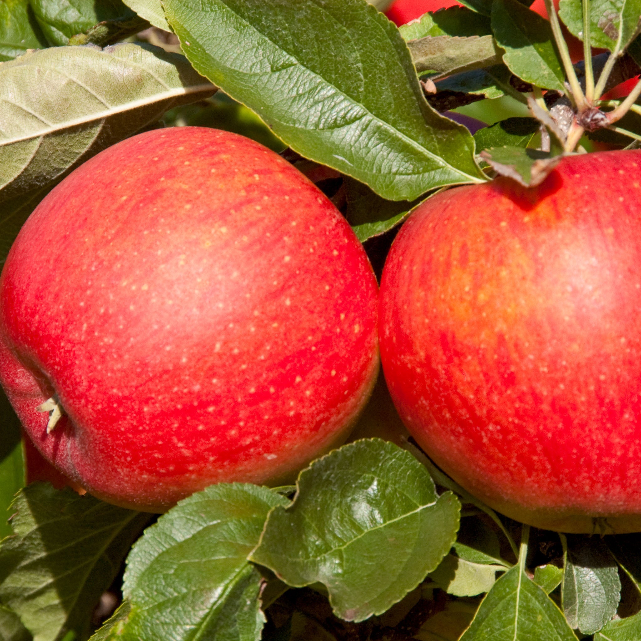 Apfel 'Pinova' - Buschbaum